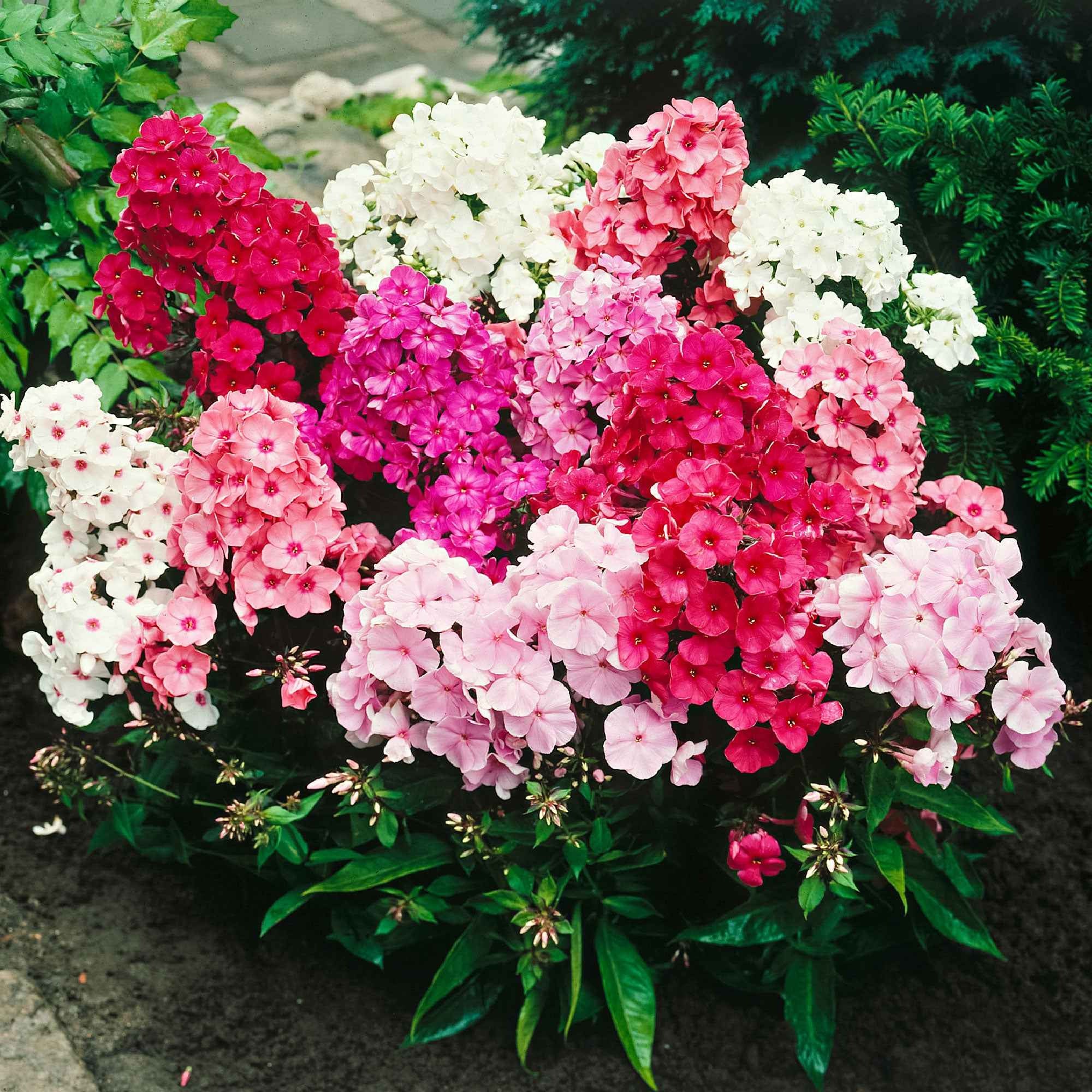 5 Phlox paniculé en mélange - Image 4