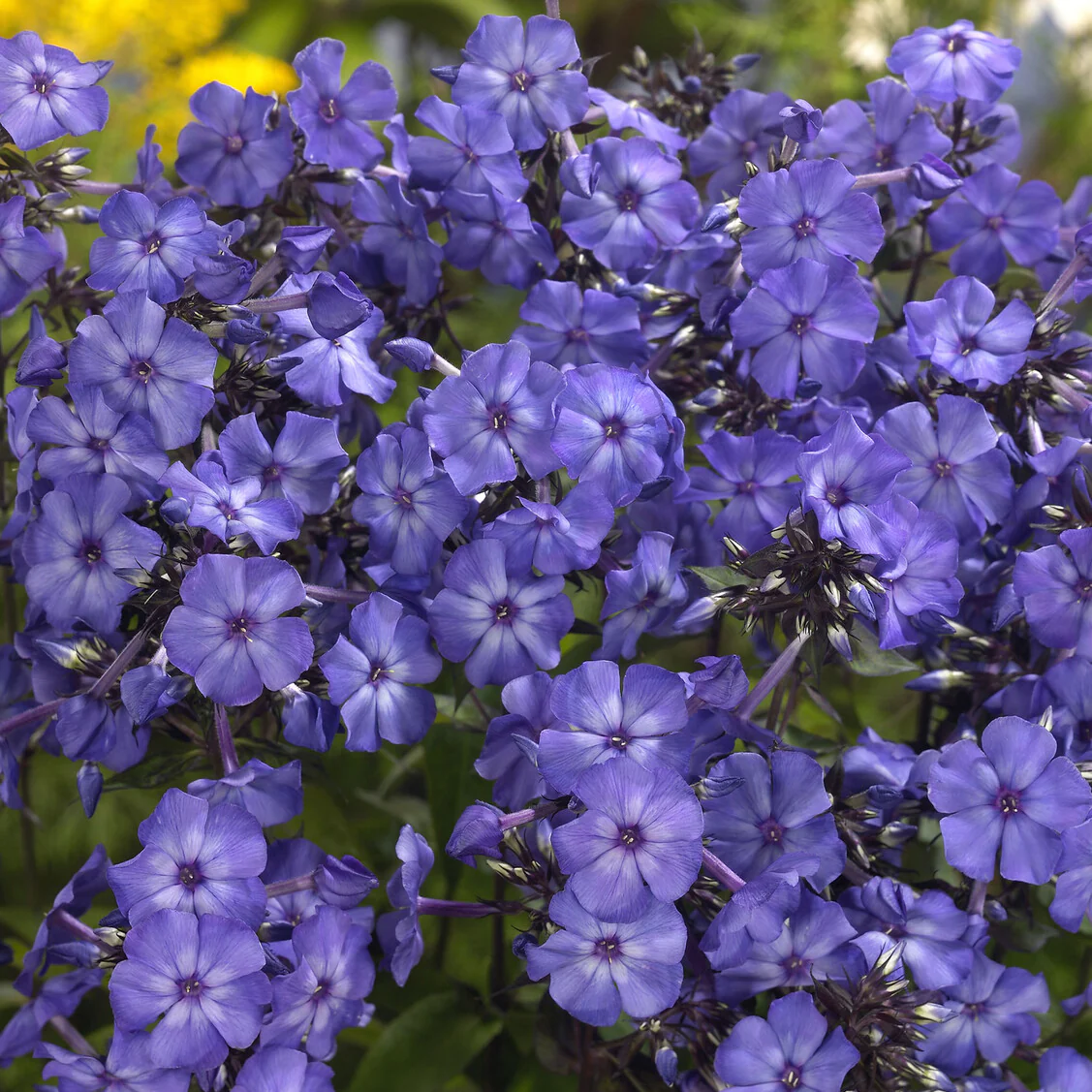 Phlox paniculé Blue Paradise - Image 3