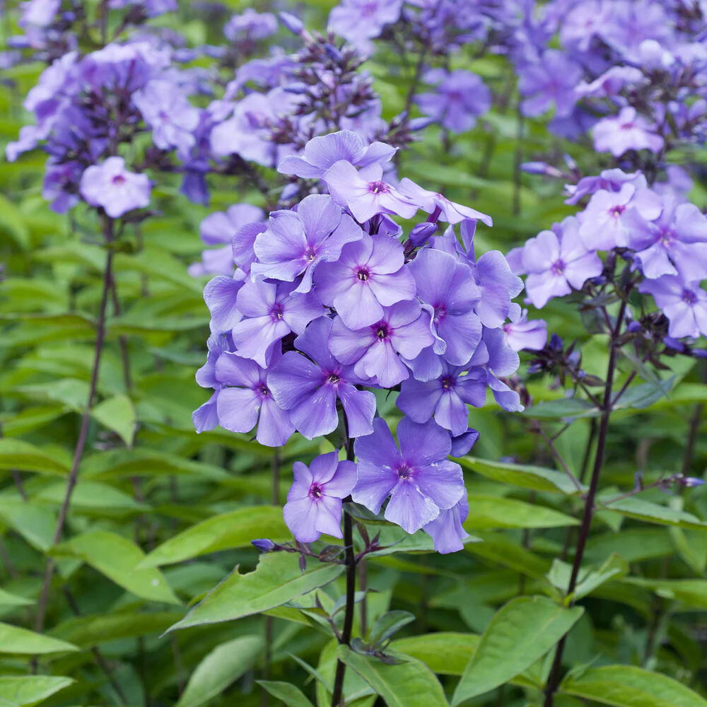 Phlox paniculé Blue Paradise - Image 4