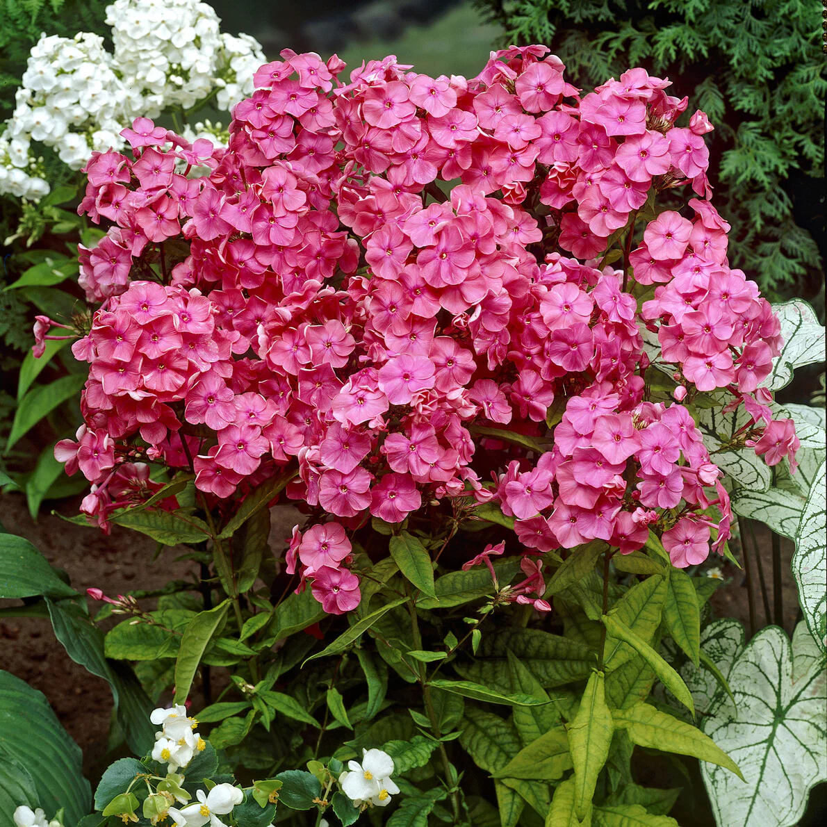 Phlox paniculé Rijnstroom