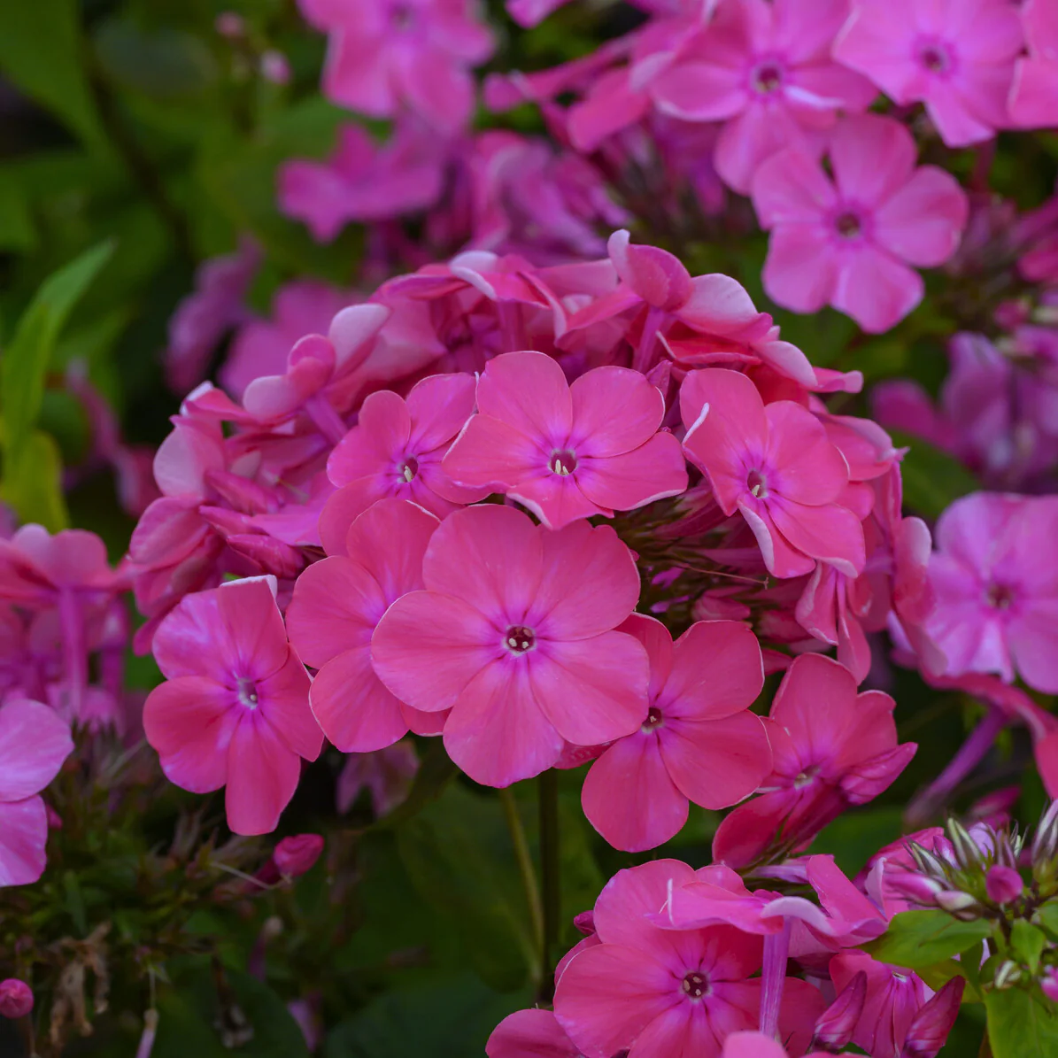 Phlox paniculé Rijnstroom - Image 2