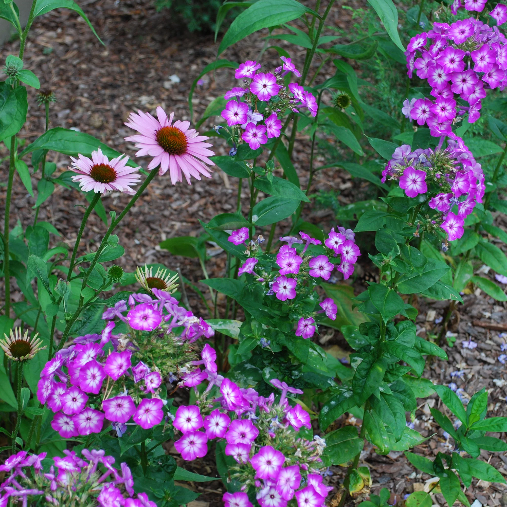Phlox paniculé Uspech - Image 2