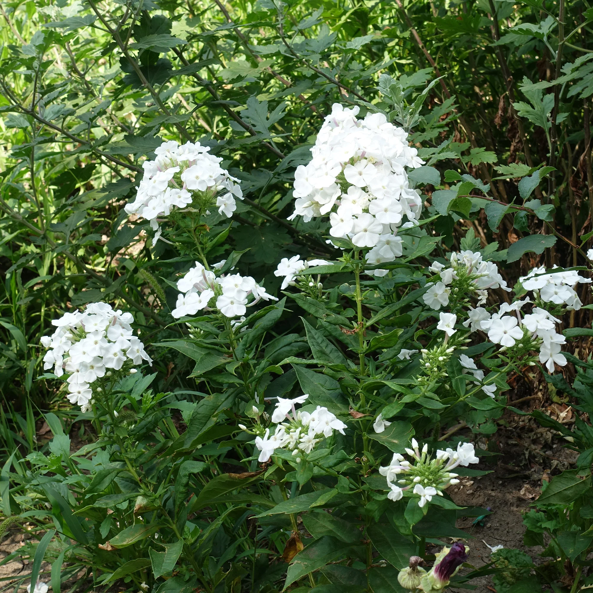 Phlox paniculé White Admiral