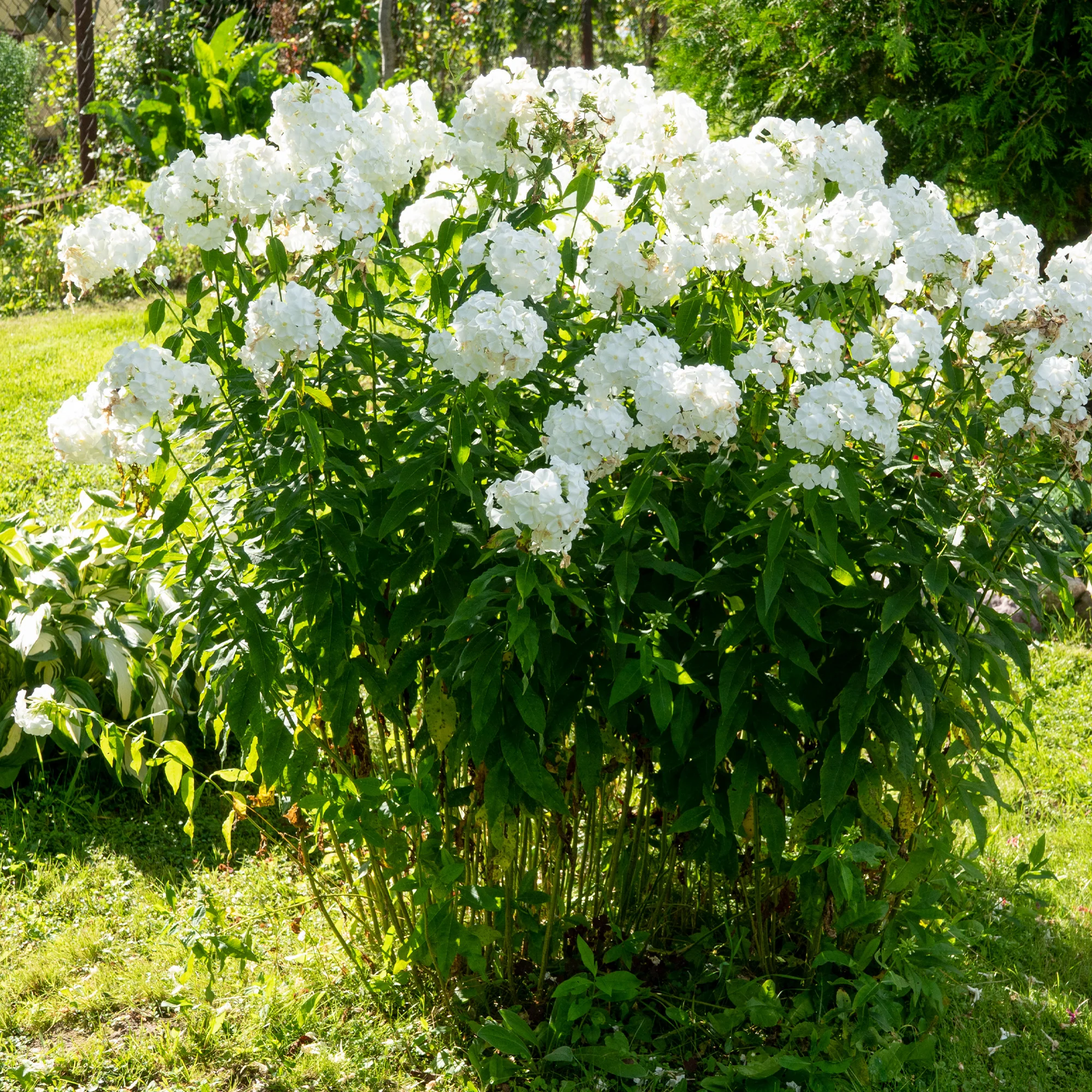 Phlox paniculé White Admiral - Image 3