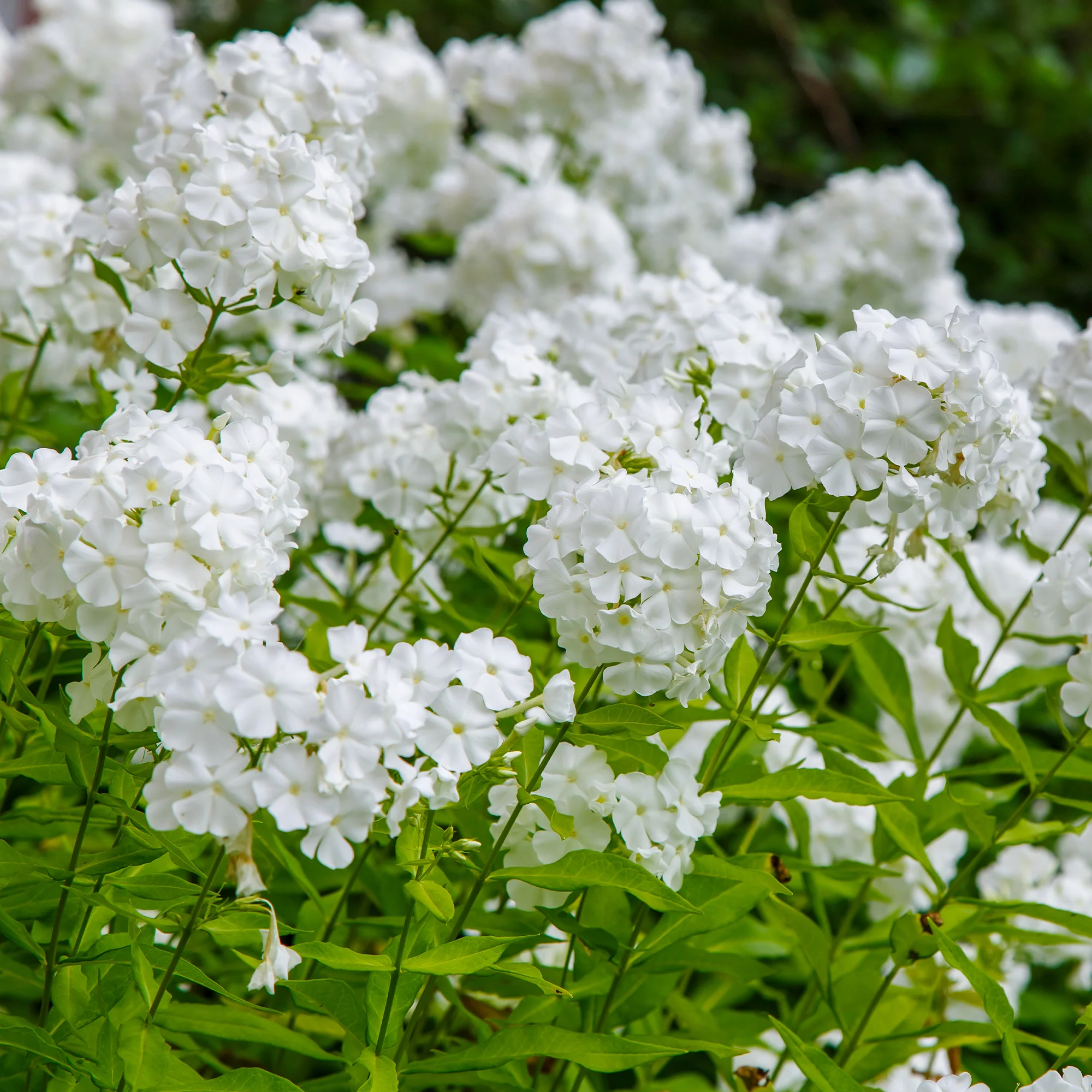 Phlox paniculé White Admiral - Image 4