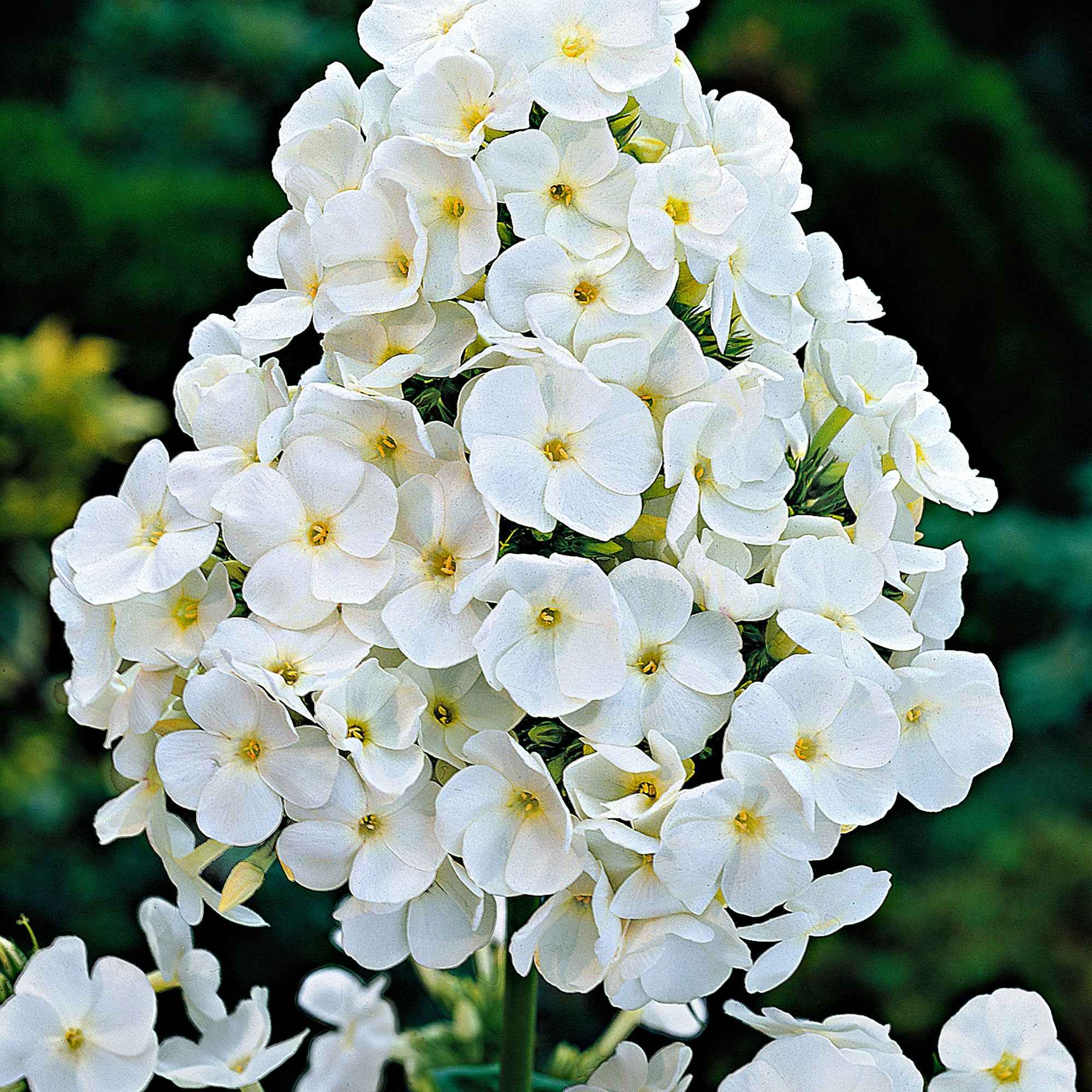 Phlox paniculé White Admiral - Image 5