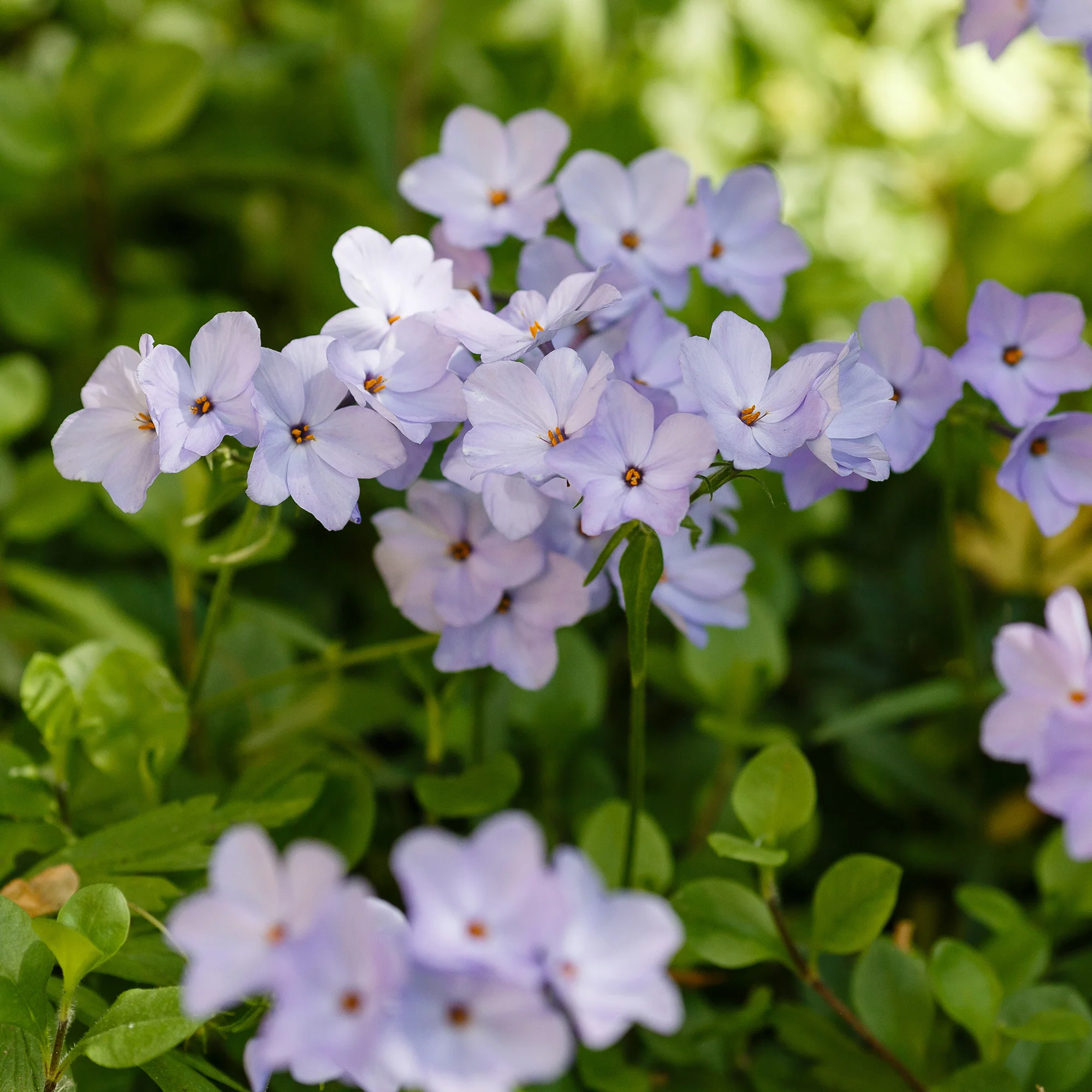 Phlox rampant Blue Ridge - Image 2