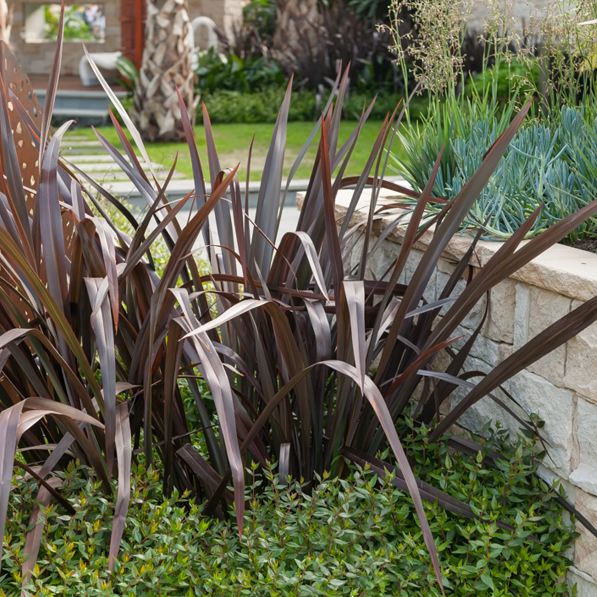Phormium Black Adder ® - Lin de Nouvelle-Zélande