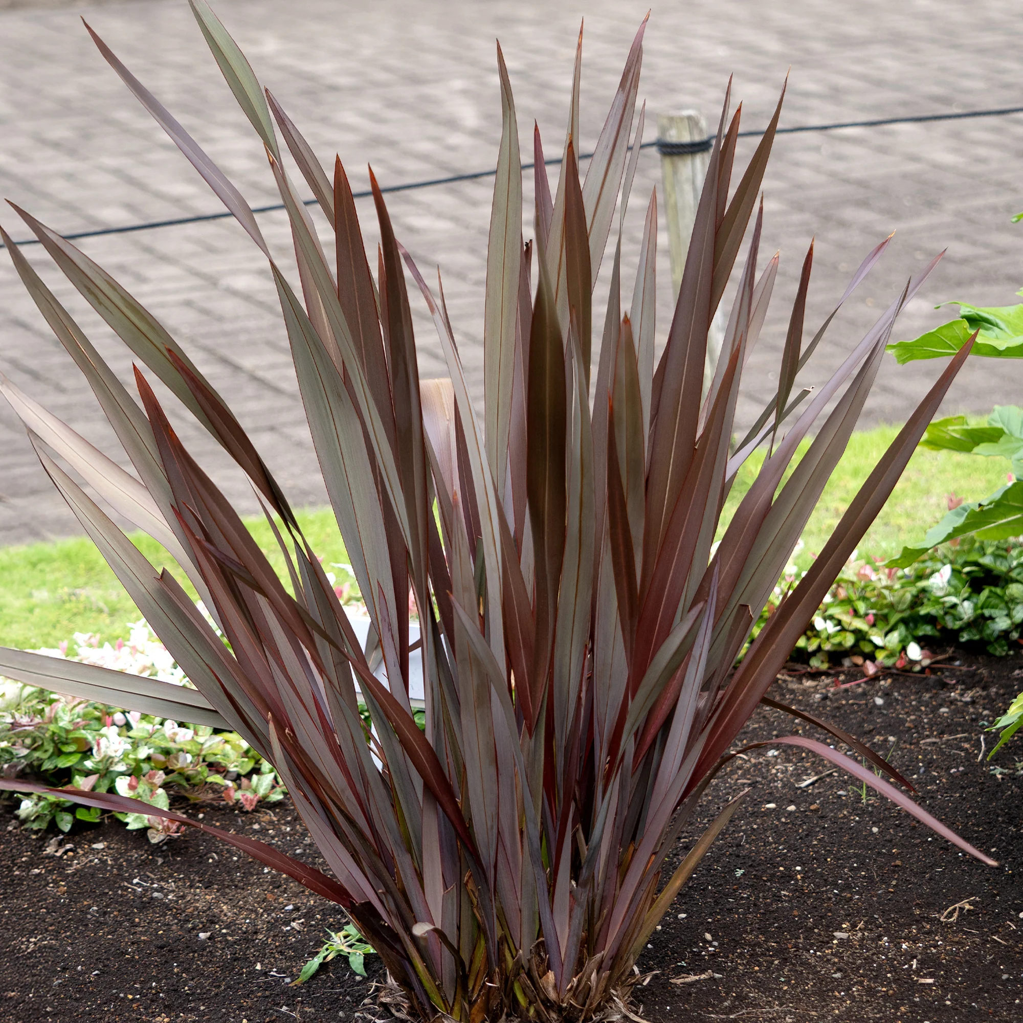 Phormium Black Adder ® - Lin de Nouvelle-Zélande - Image 3