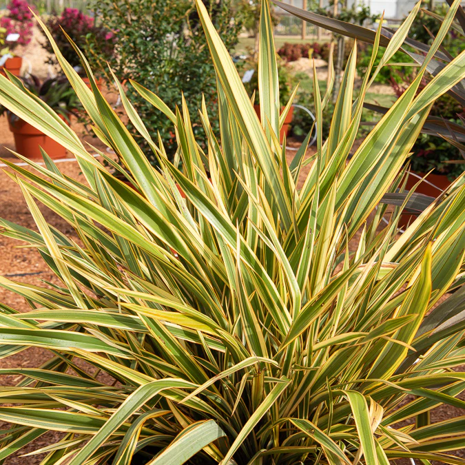 Phormium Golden Ray - Lin de Nouvelle-Zélande - Image 2
