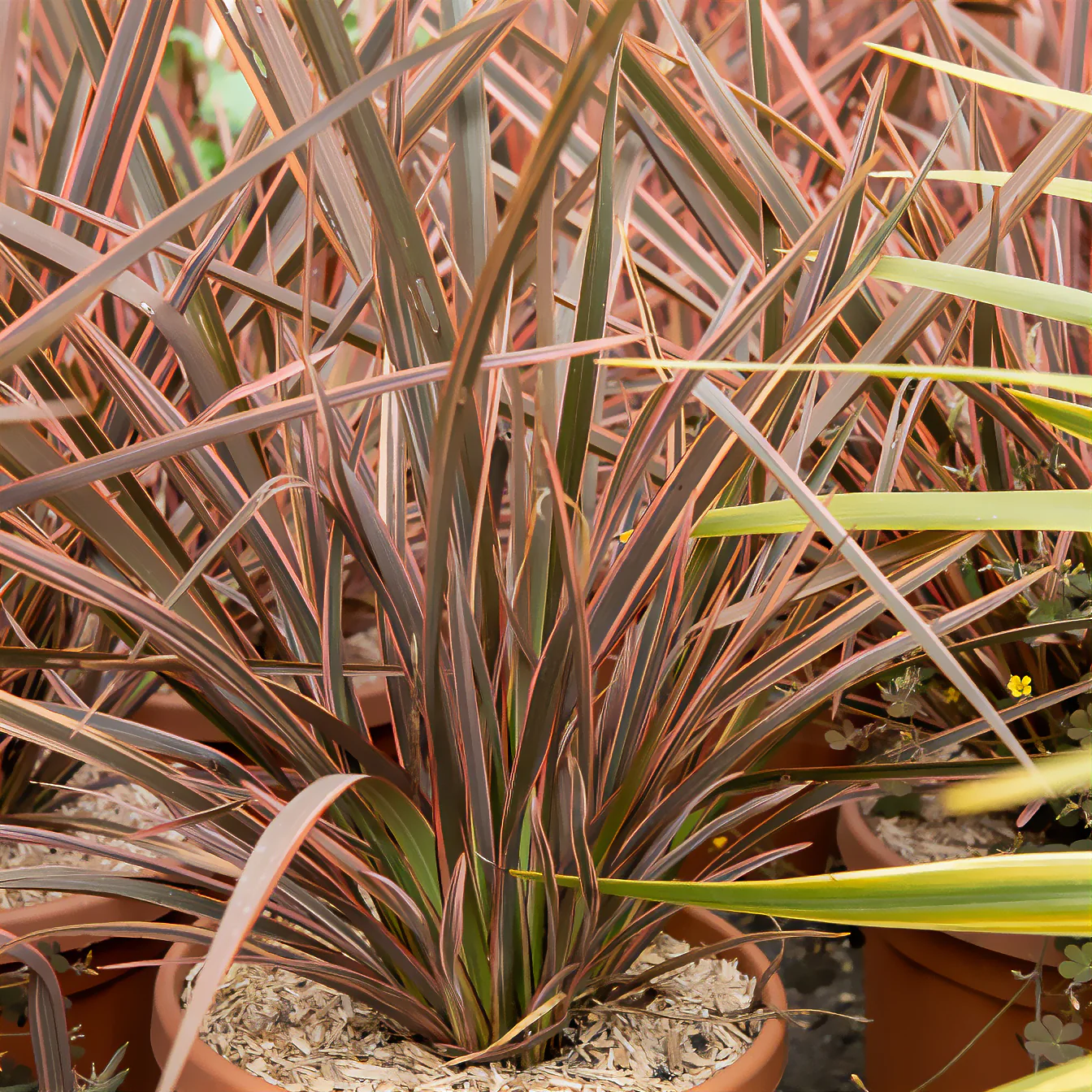 Phormium Rainbow Queen - Lin de Nouvelle-Zélande - Image 2