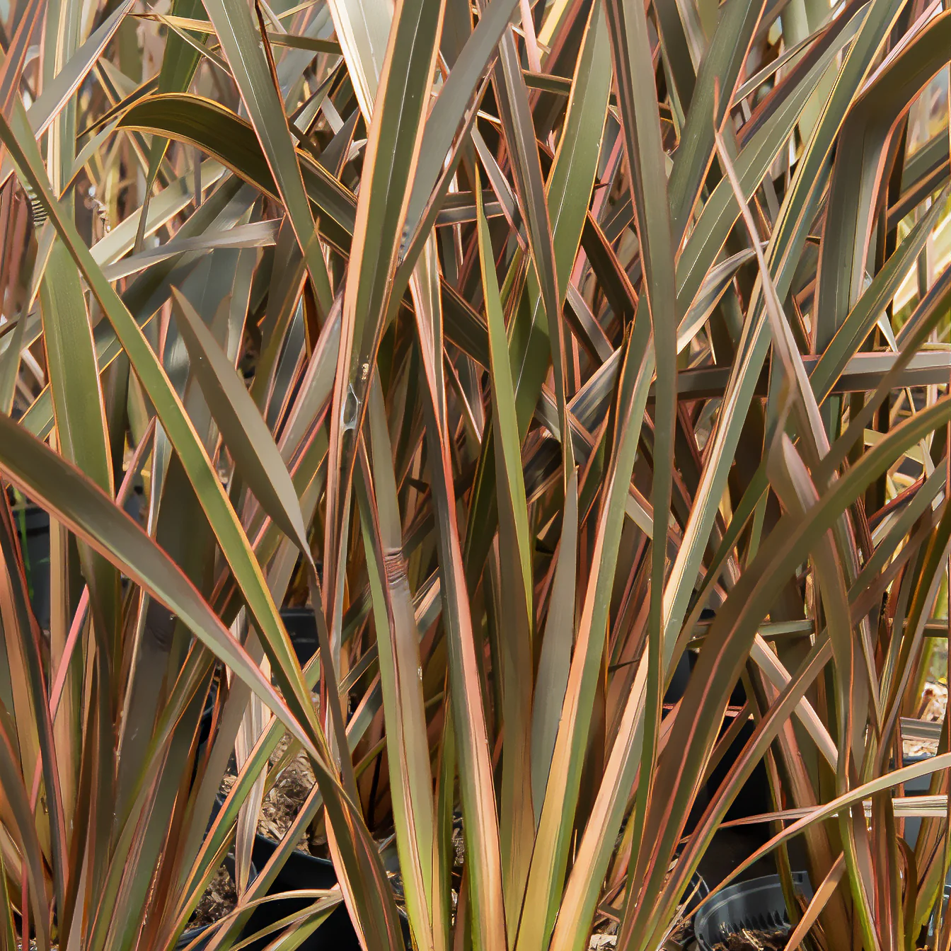 Phormium Rainbow Queen - Lin de Nouvelle-Zélande - Image 3