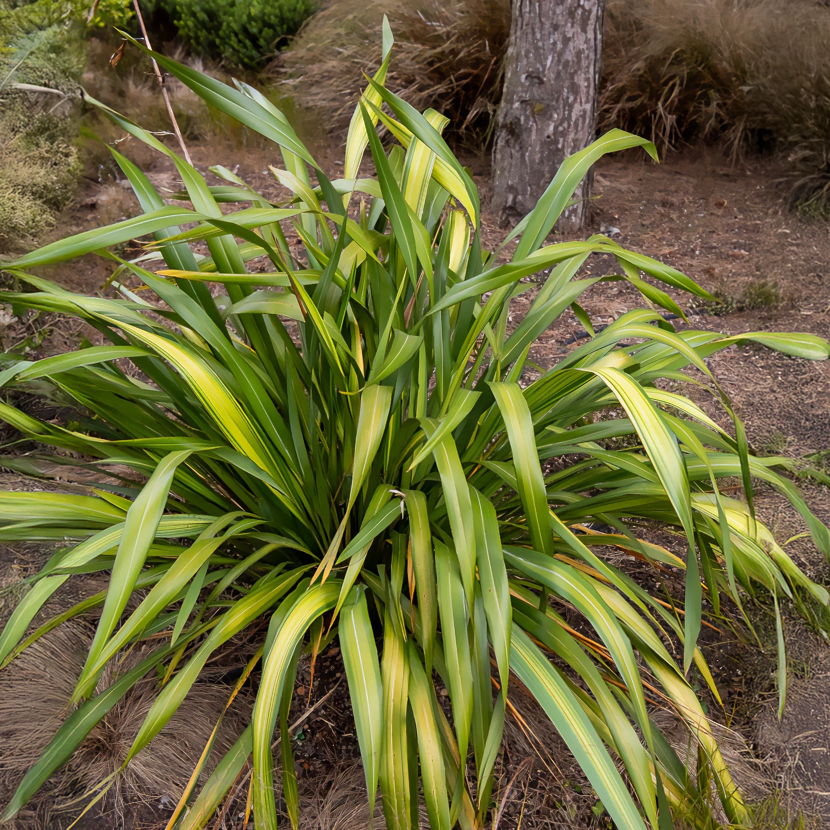 Phormium Yellow Wave - Lin de Nouvelle-Zélande - Image 2