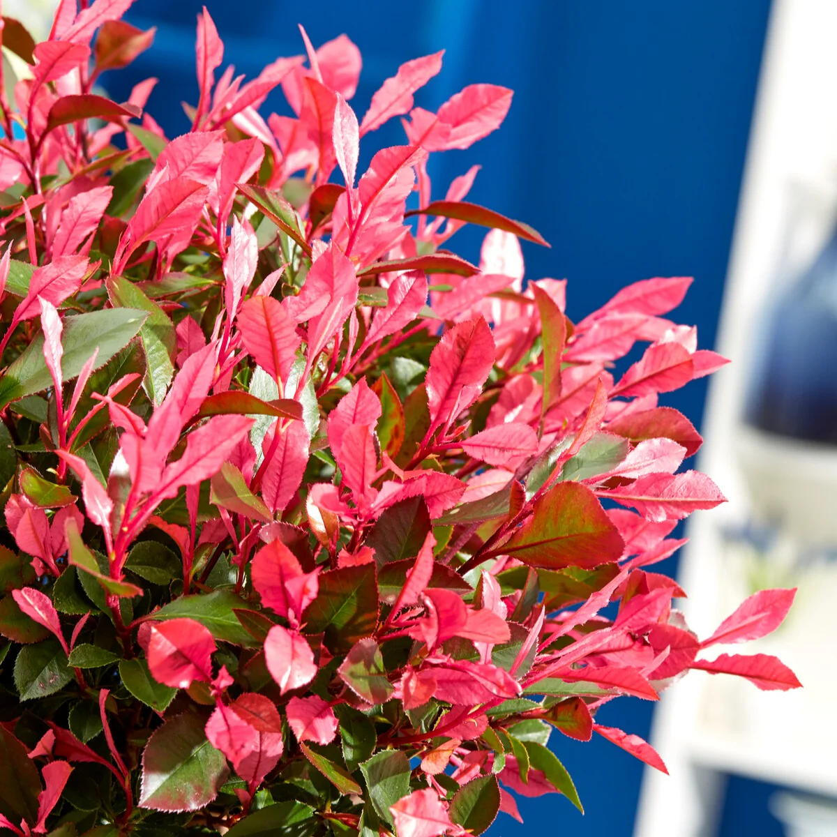 Photinia fraseri Little Fenna - Image 4