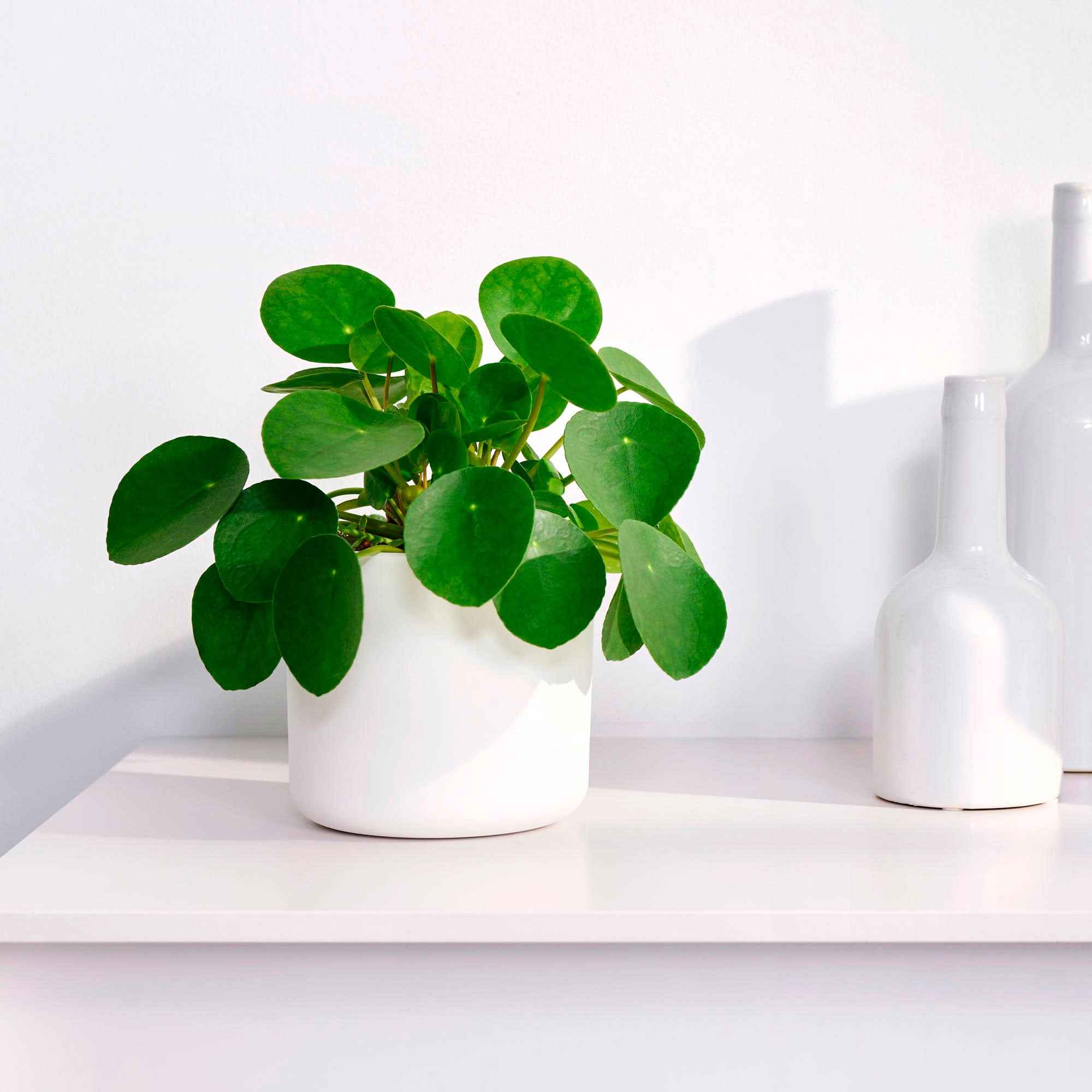 Pilea peperomioides