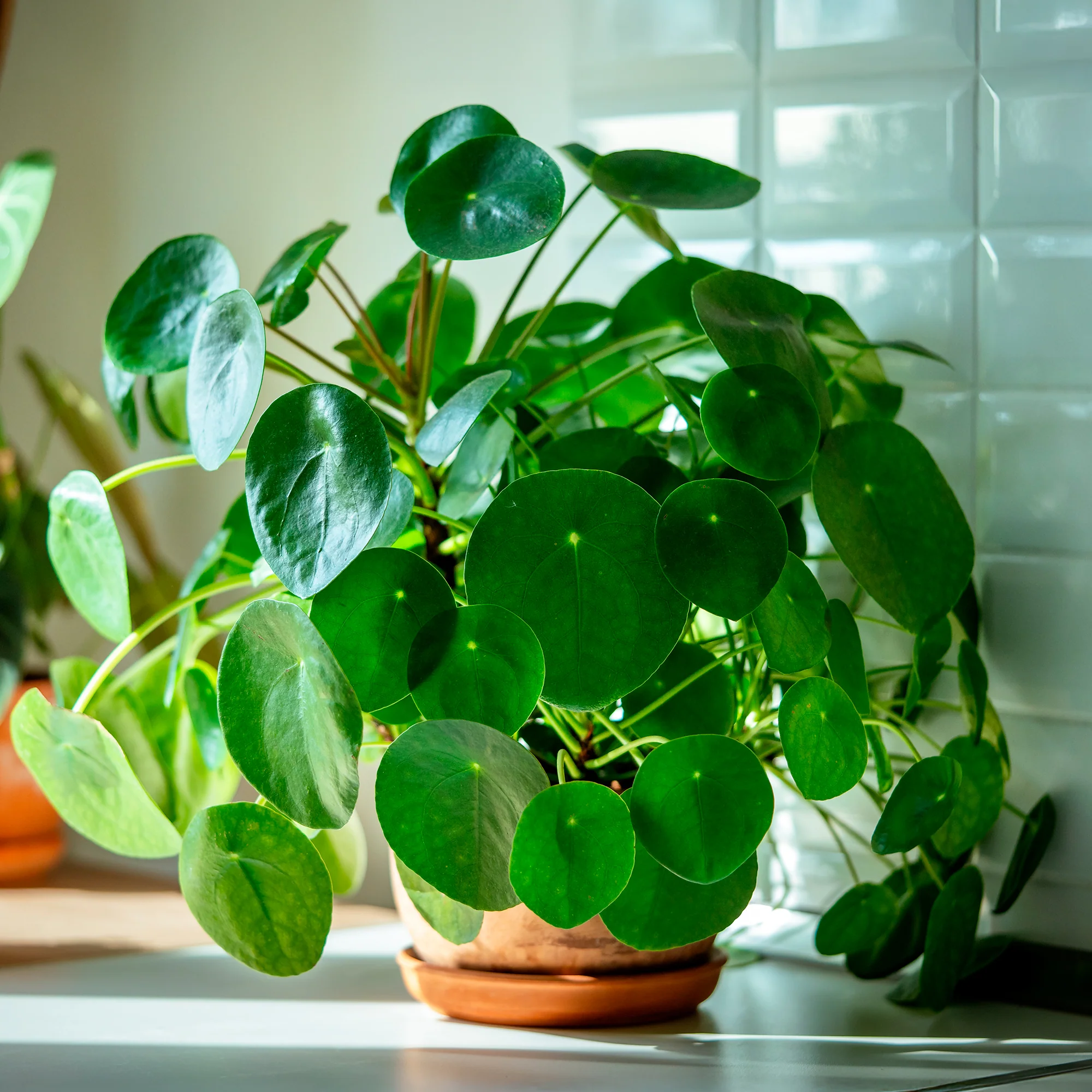 Pilea peperomioides - Image 4