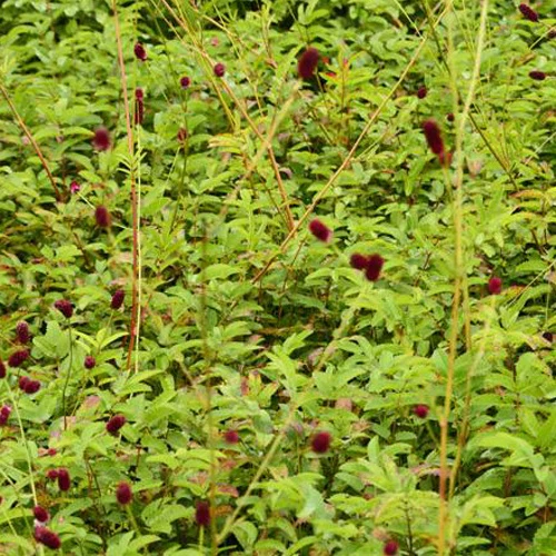Pimprenelle Cangshan Cranberry - Sanguisorbe