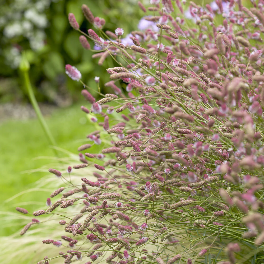 Pimprenelle Pink Tanna - Sanguisorbe - Image 3