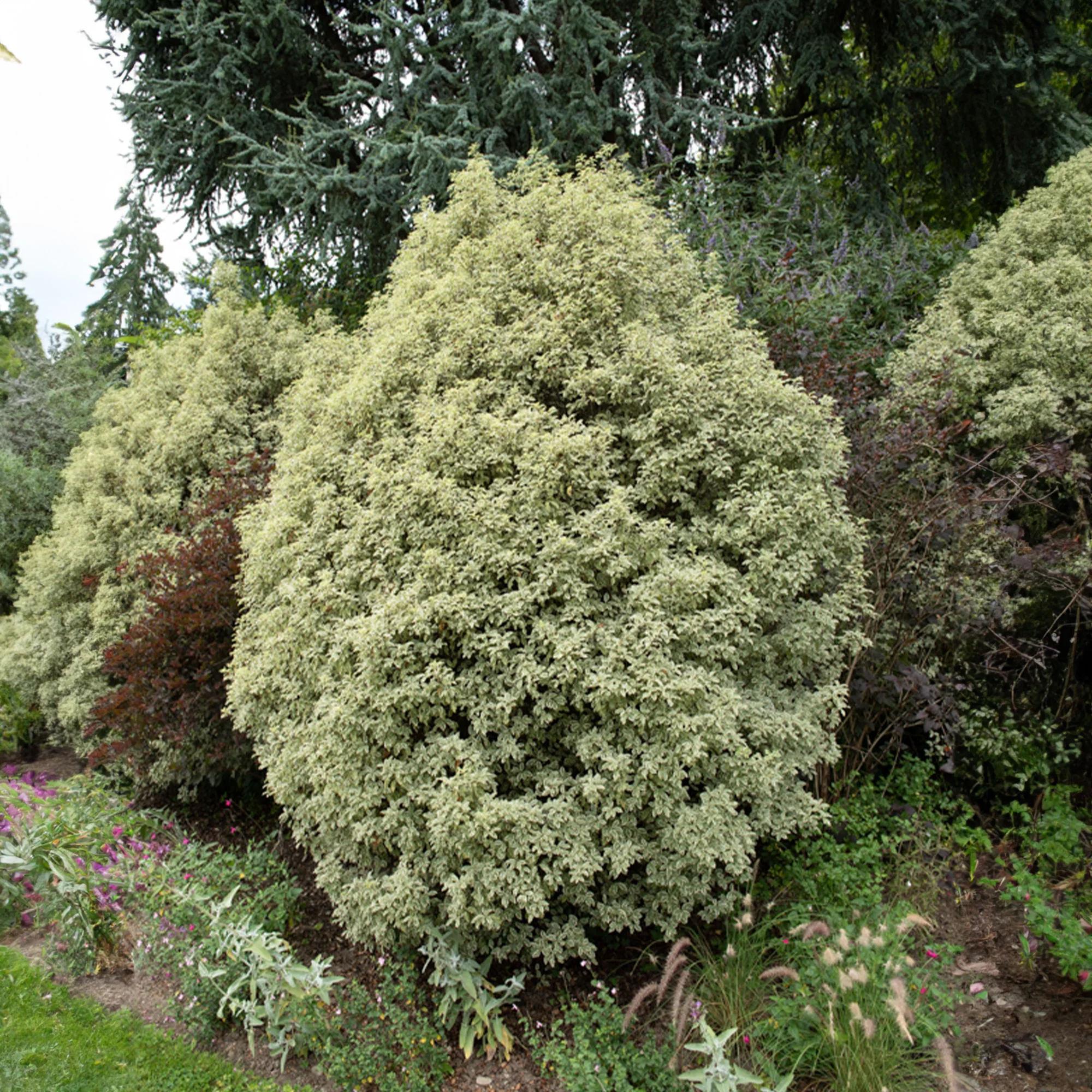Pittosporum tenuifolium variegatum - Image 5
