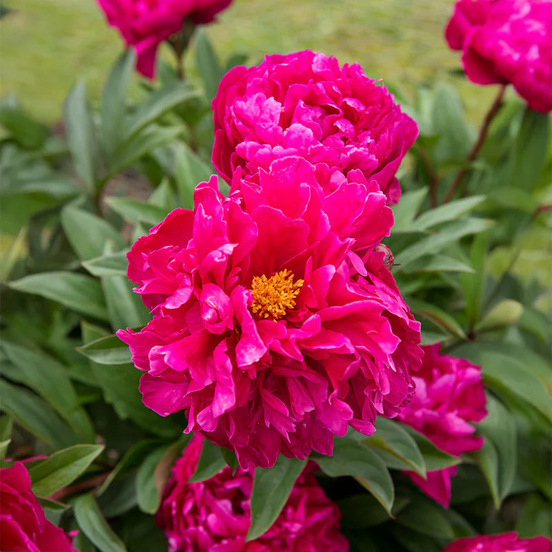 Pivoine de Chine Felix Crousse