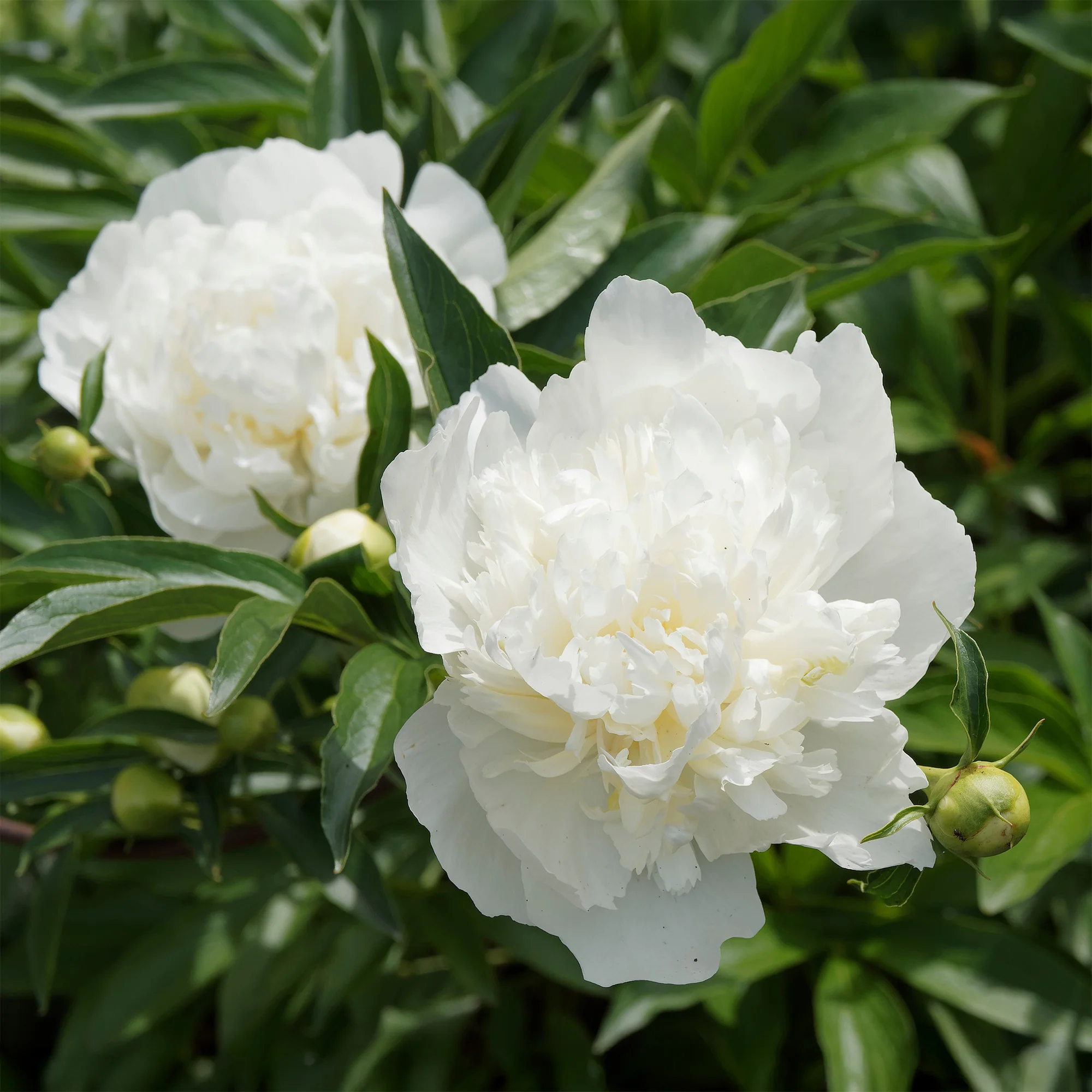 Pivoine Duchesse de Nemours - Image 2