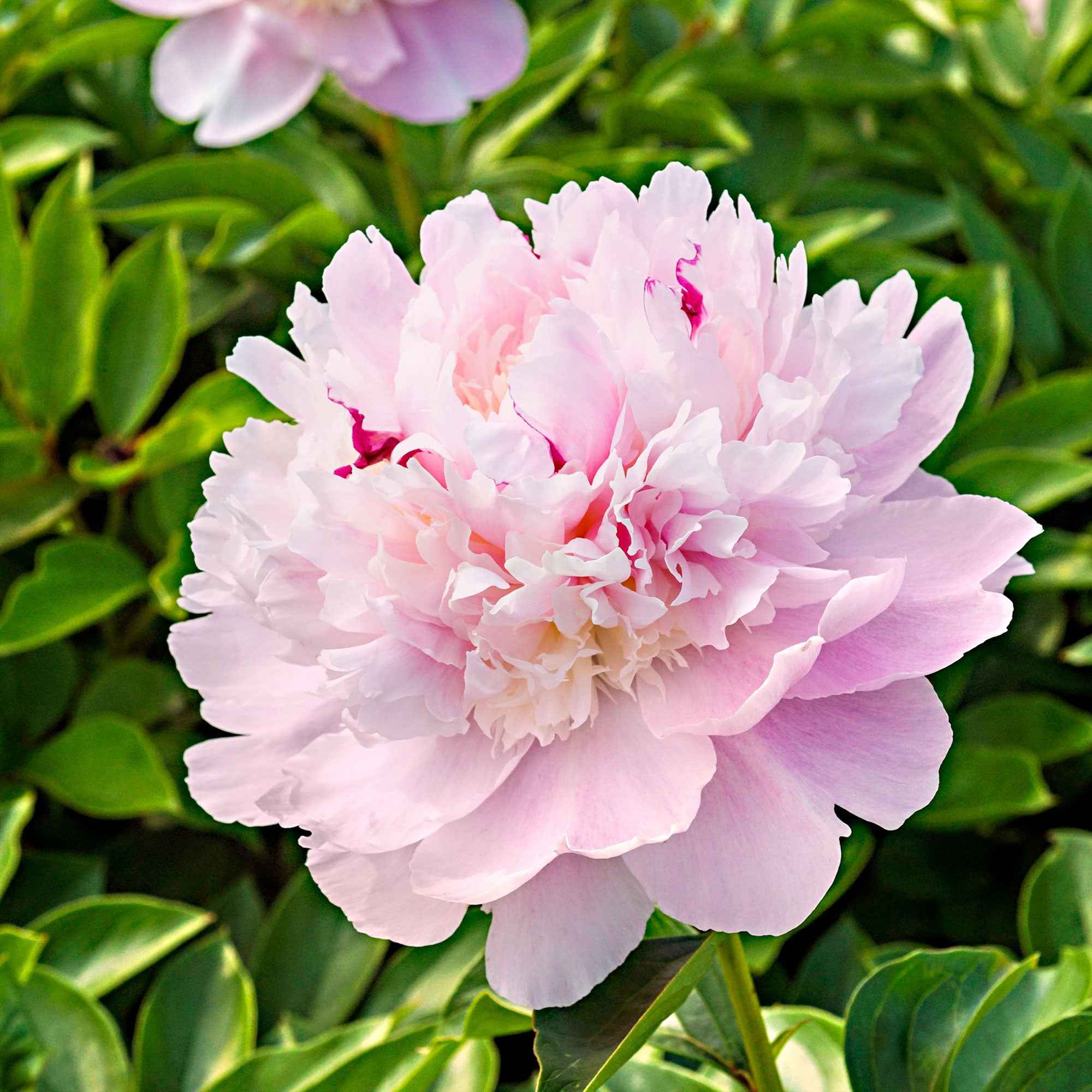 Pivoine Eden's Perfume