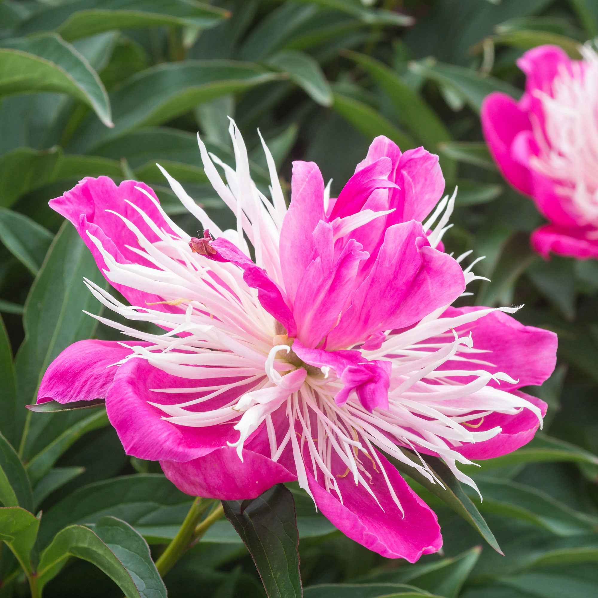 Pivoine Fantastique - Image 3
