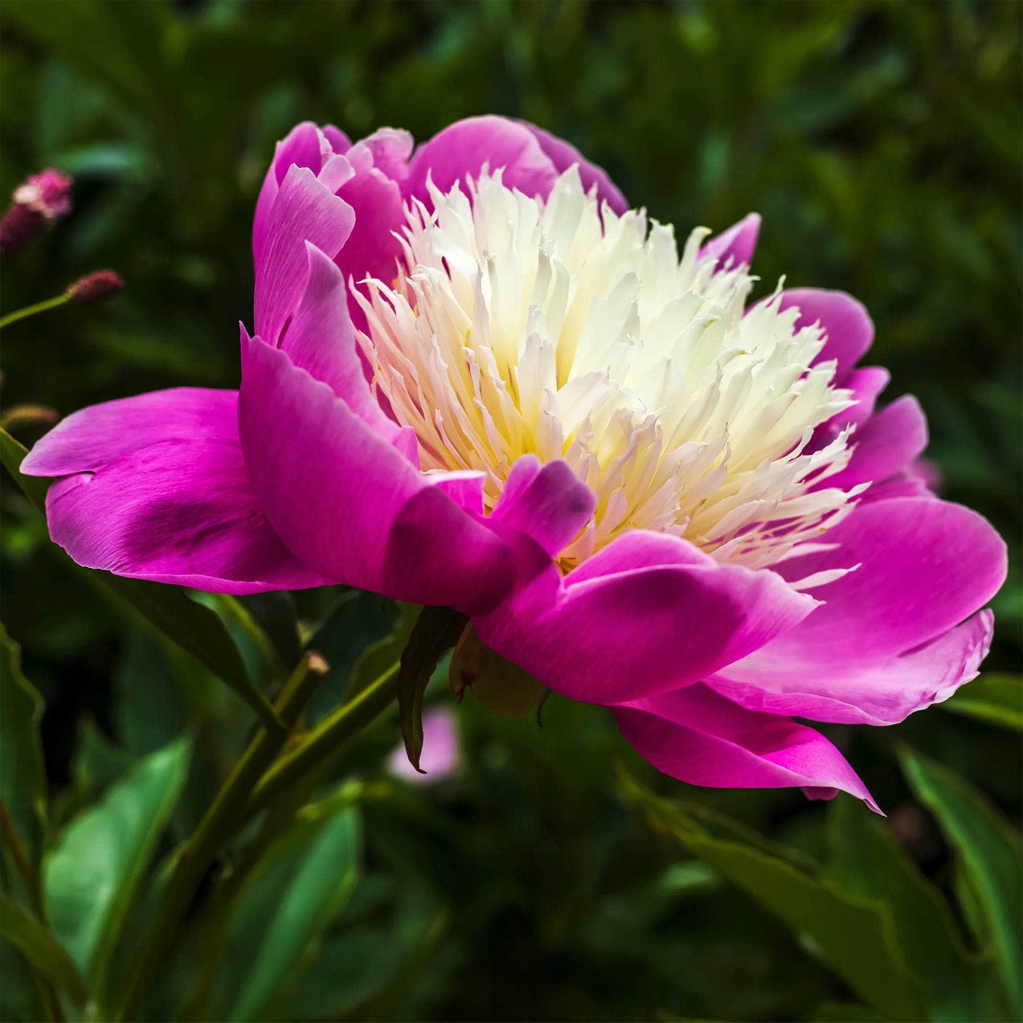 Pivoine Fantastique - Image 4