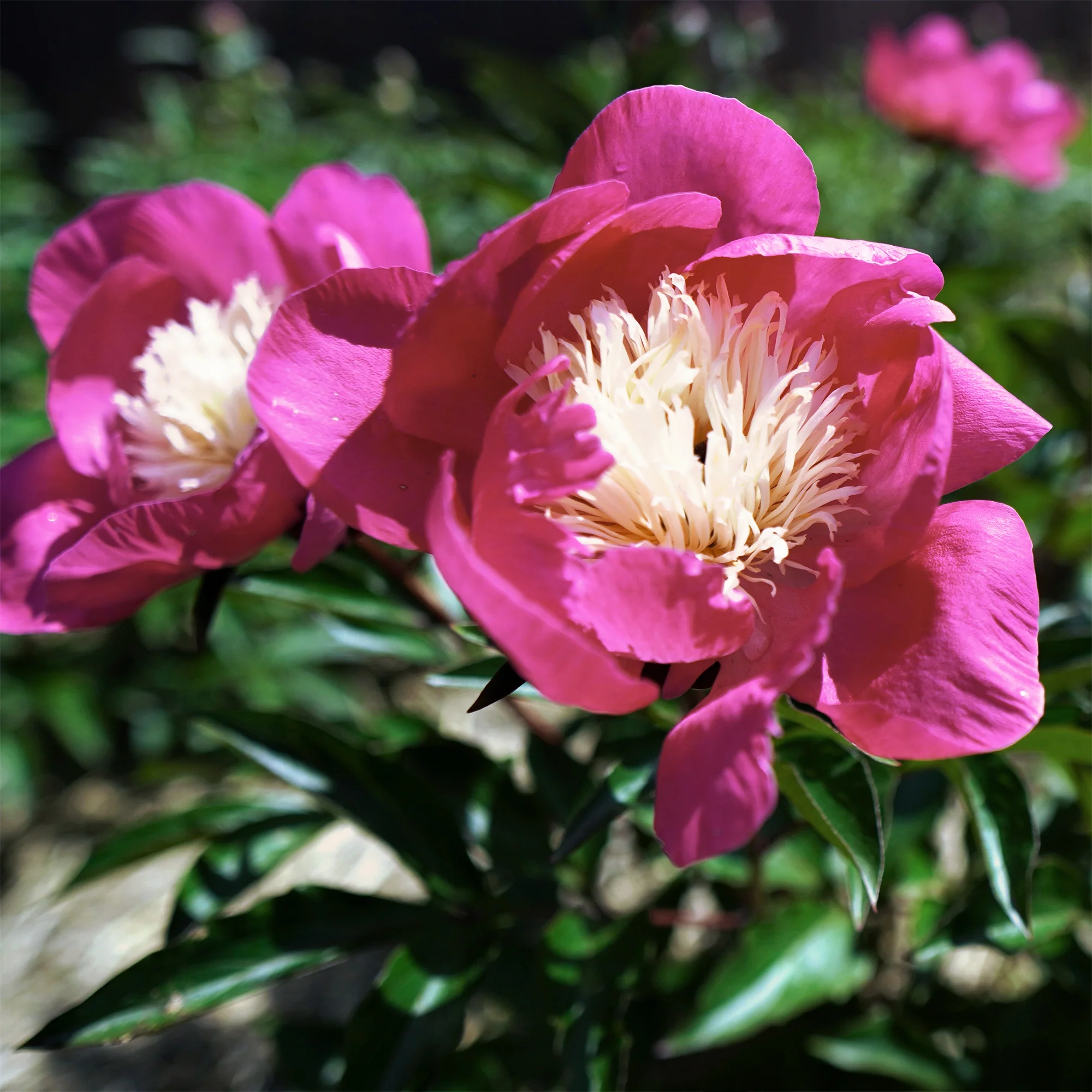Pivoine Fantastique - Image 7