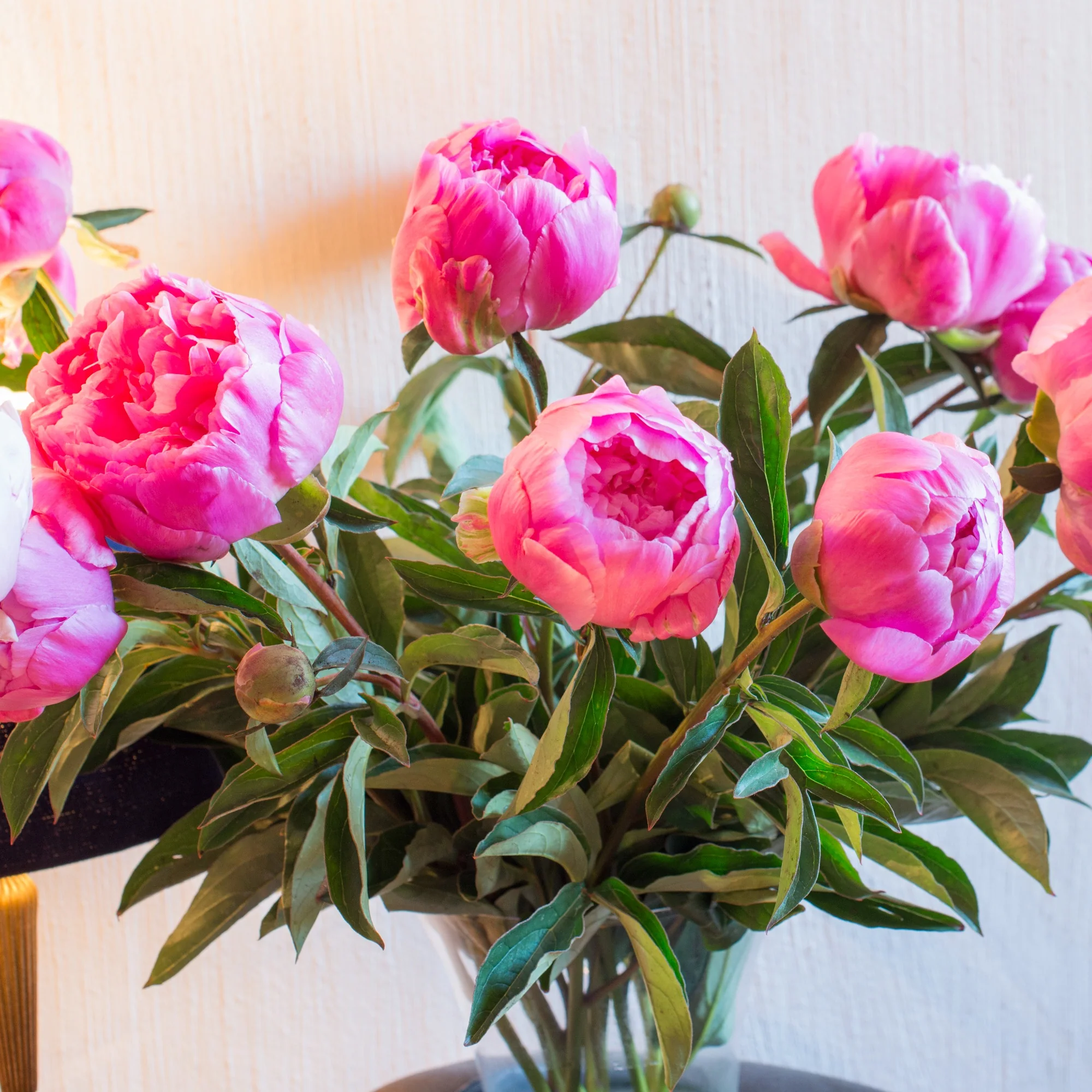 Pivoine Jacorma - Image 2
