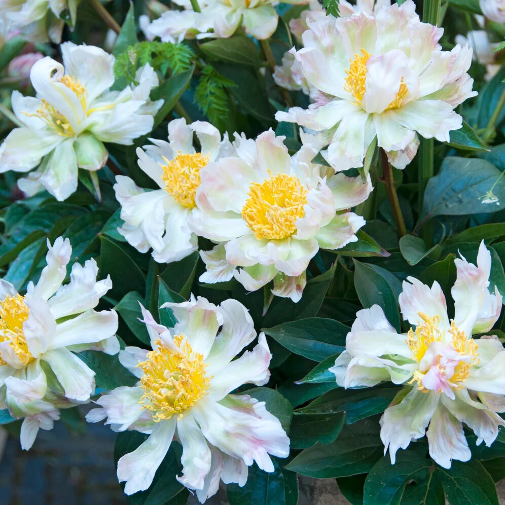 Pivoine Green Lotus - Image 2