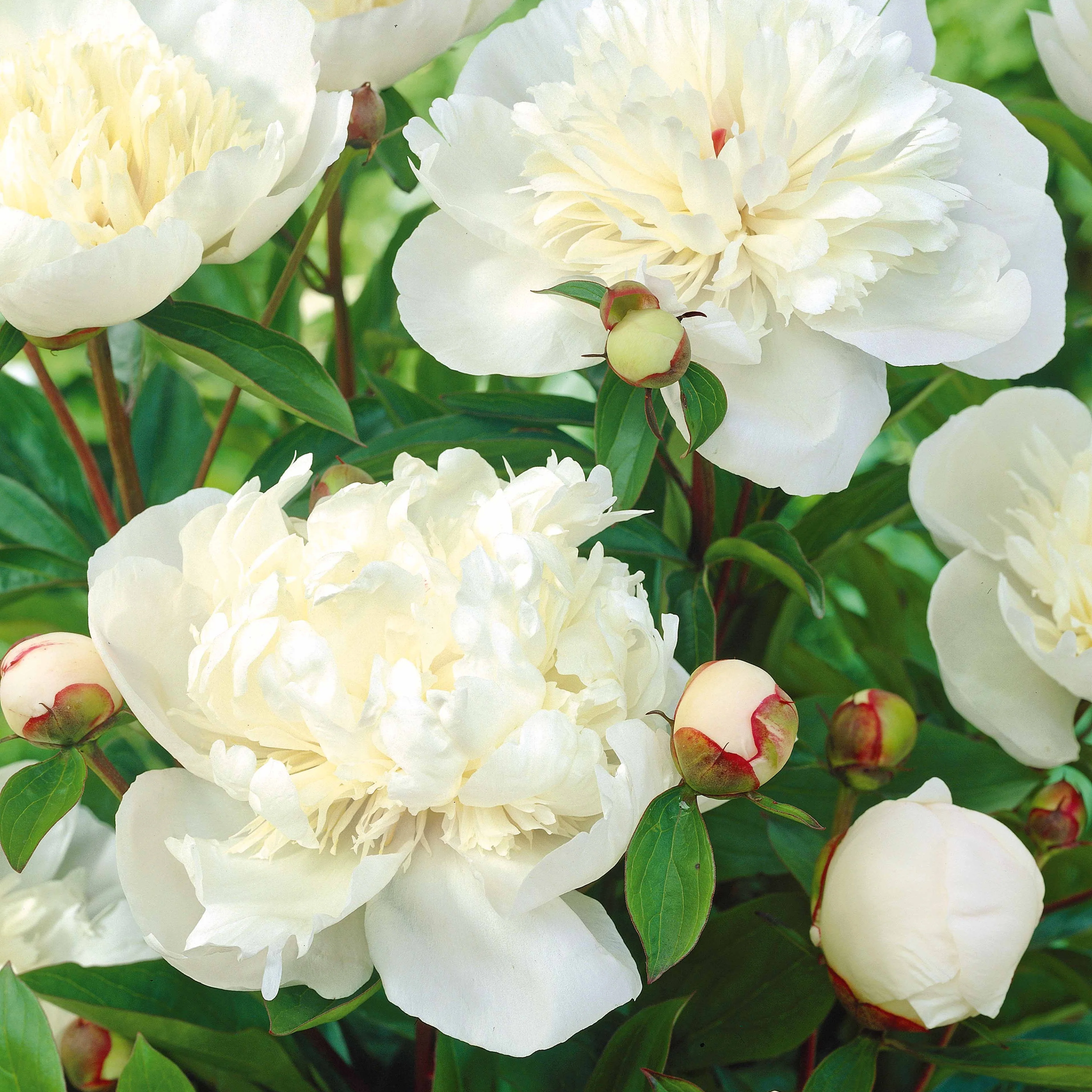 Mélange de 3 pivoines : Immaculée, Sorbet, Red Charm - Image 3