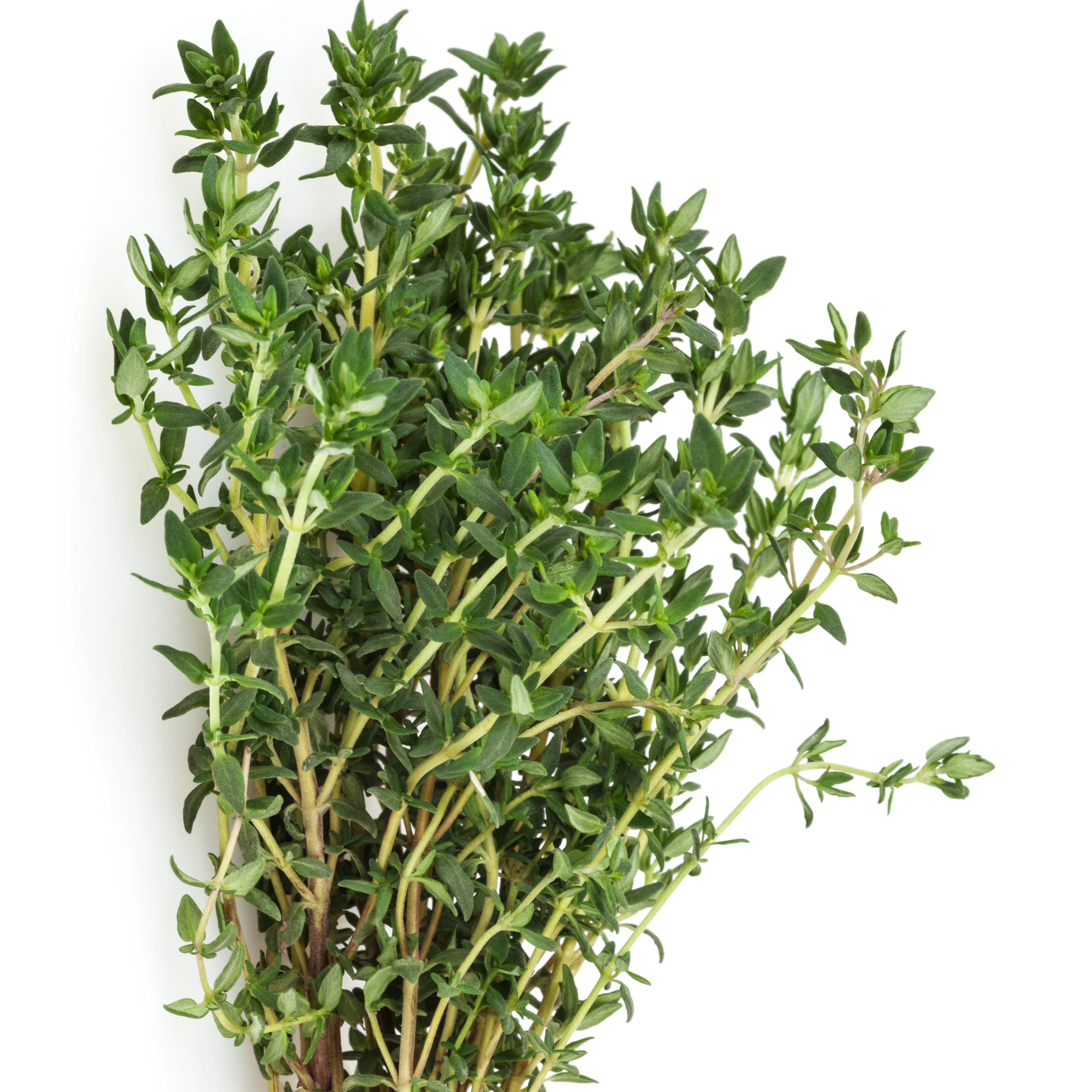 Plant de Thym commun