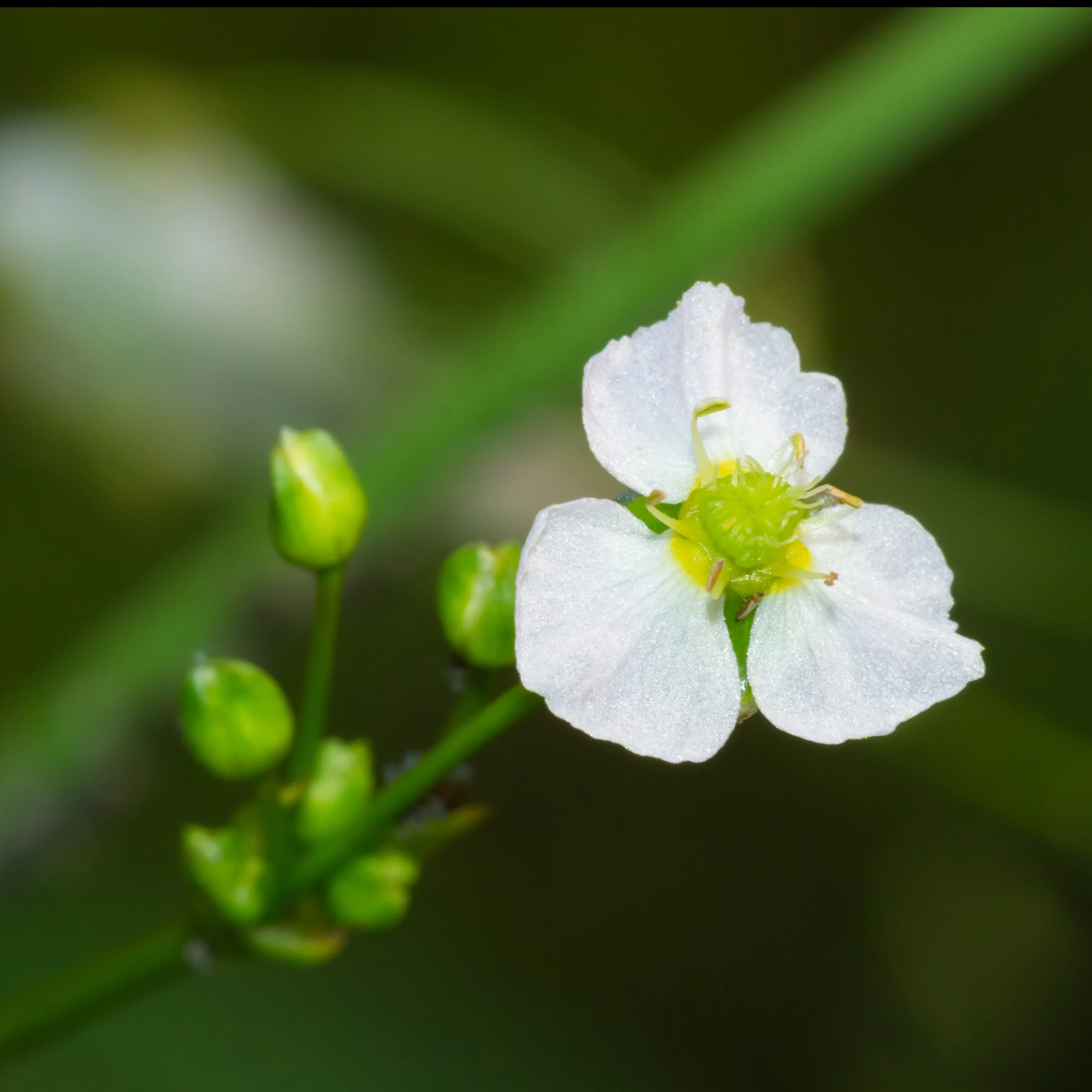 Plantain d'eau - Image 4