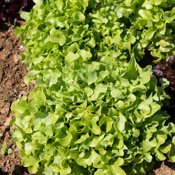 6 Plants de Laitue à feuilles de chêne blonde