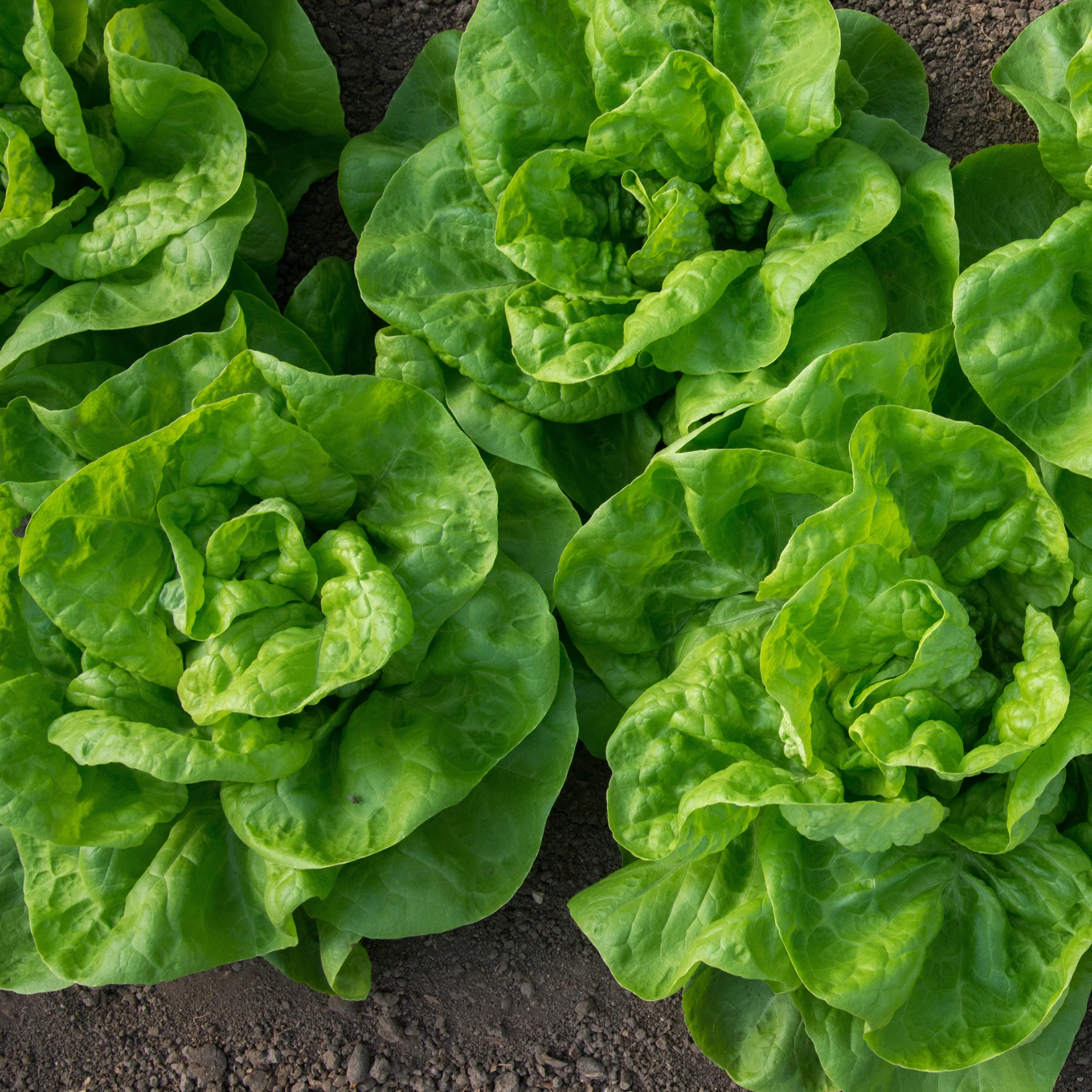 6 Plants de Laitue pommée Novappia - Image 2