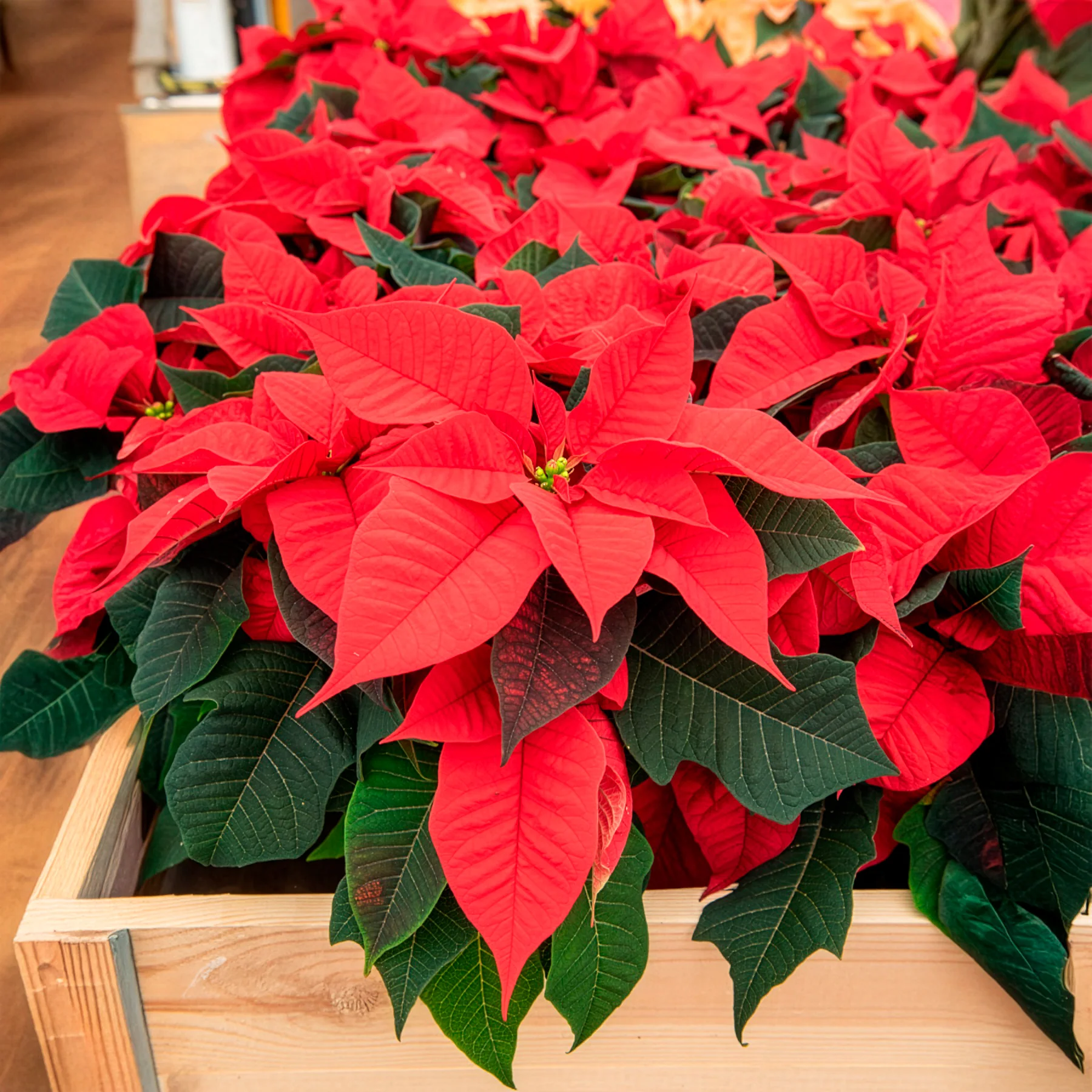 Poinsettia Rouge - Image 5