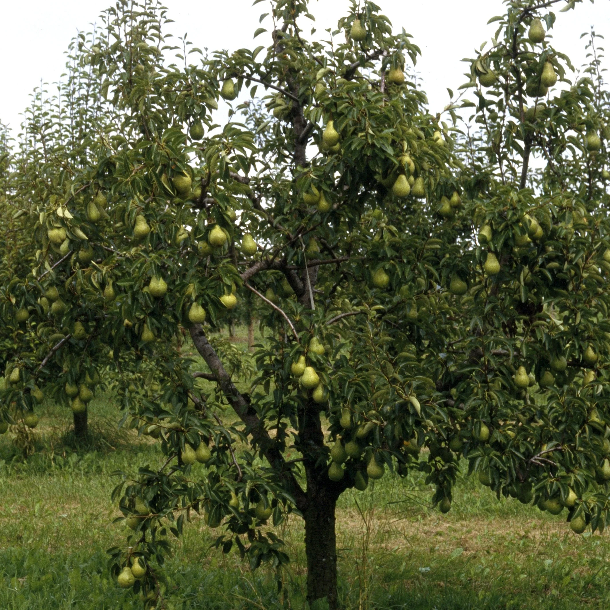 Poirier William's - Bon Chrétien - Image 6