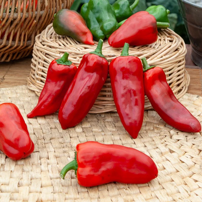 Poivron 'Piquillo ' - Image 2