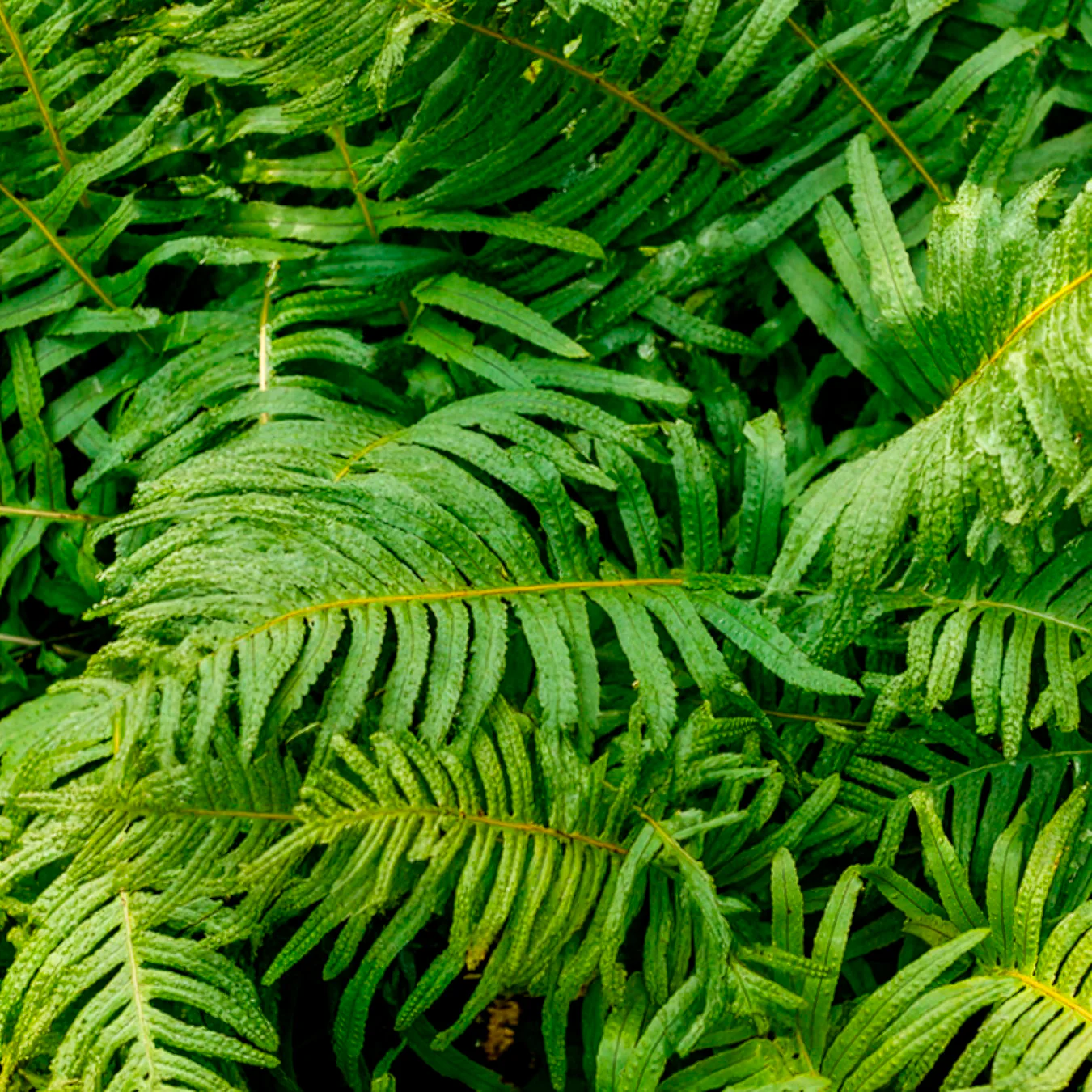 Polypode commun - Fougère - Image 2