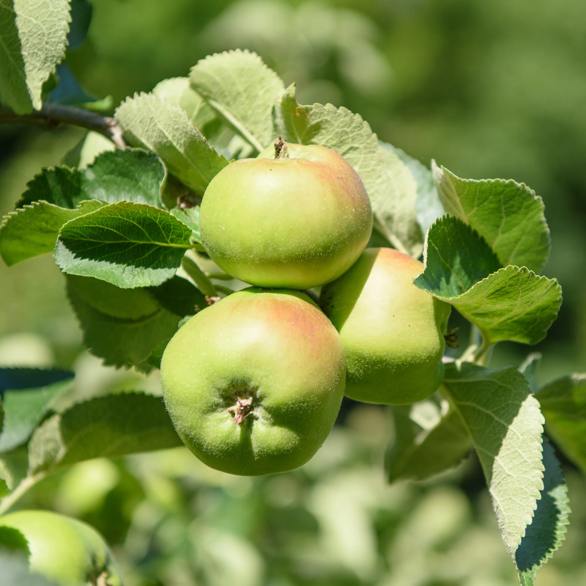 Pommier Bramley's Seedling - Image 2