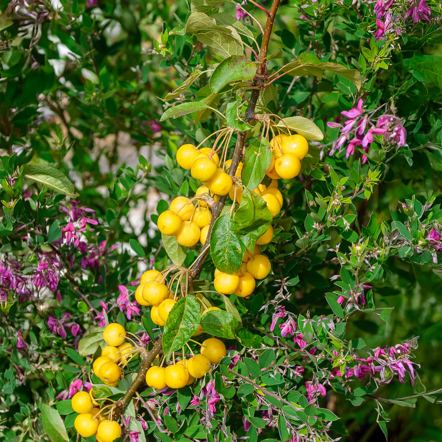 Pommier d'ornement Golden Hornet - Image 2