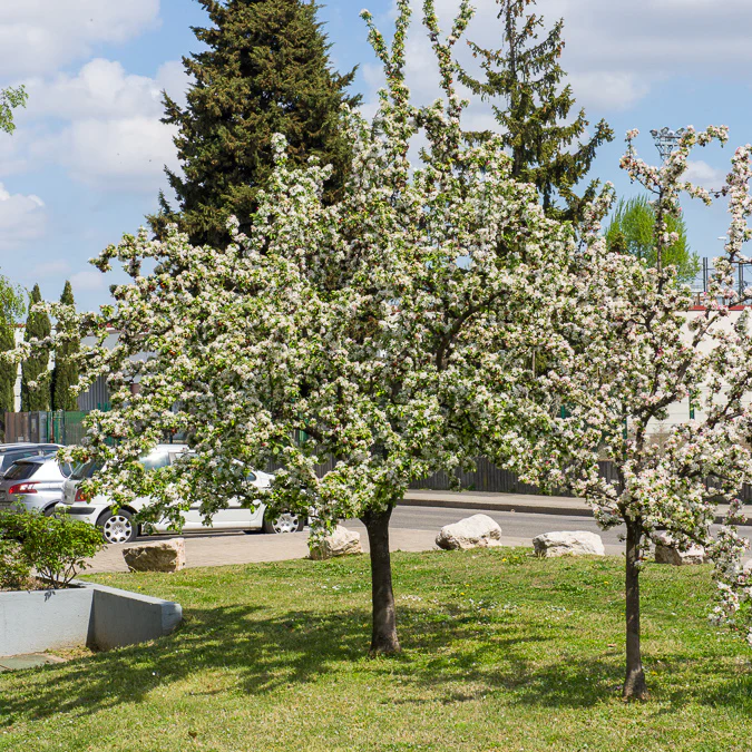 Pommier d'ornement Golden Hornet - Image 3