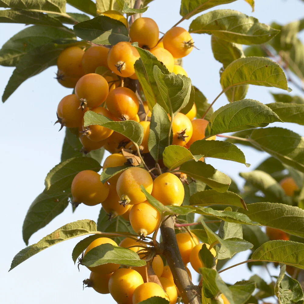 Pommier d'ornement Golden Hornet - Image 4