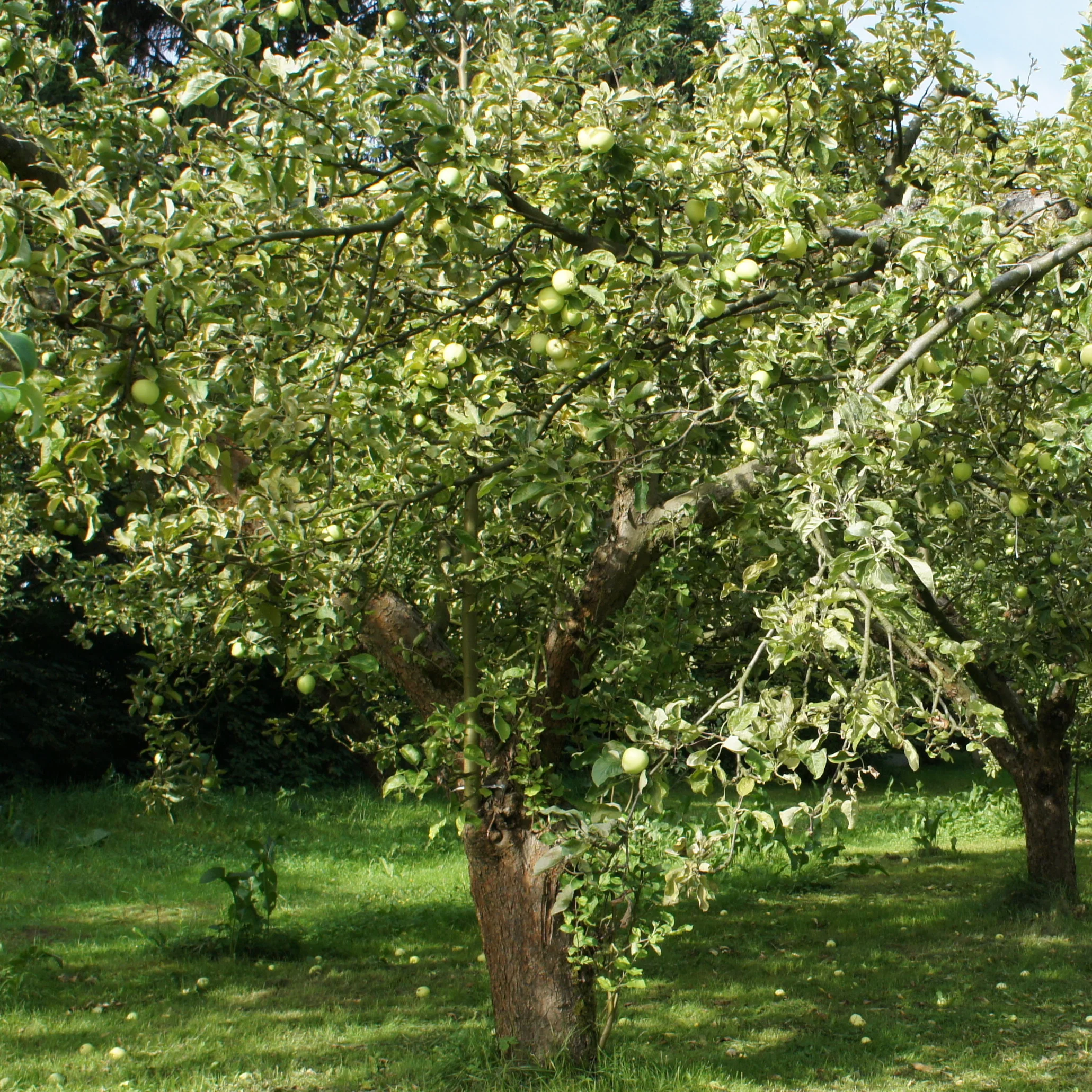 Pommier Granny Smith - Image 2