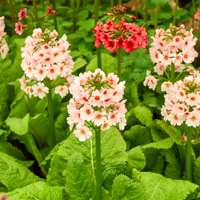 Primevère du Japon Apple Blossom - Image 4