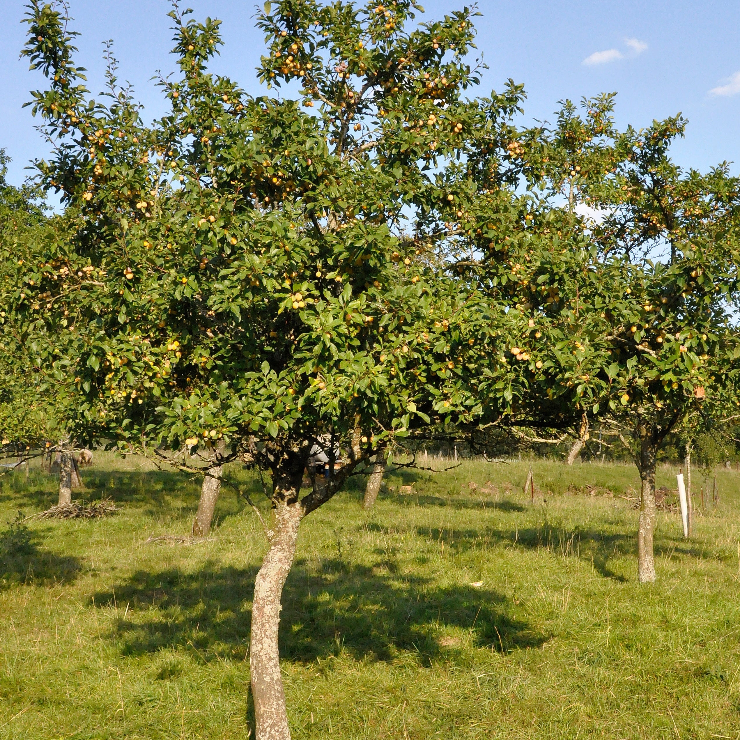 Prunier Mirabelle de Nancy - Mirabellier - Image 6