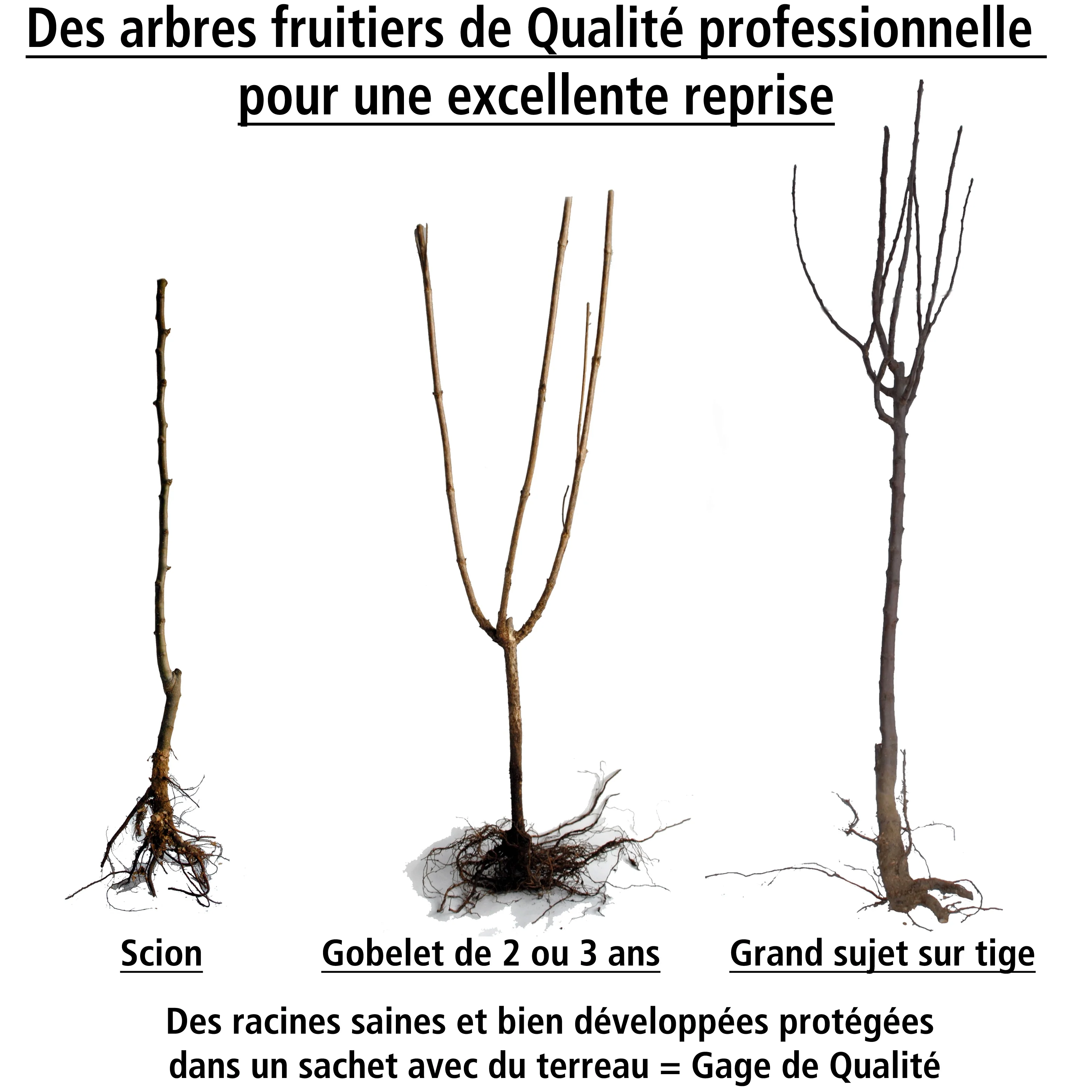 Prunier Reine Victoria - Image 7