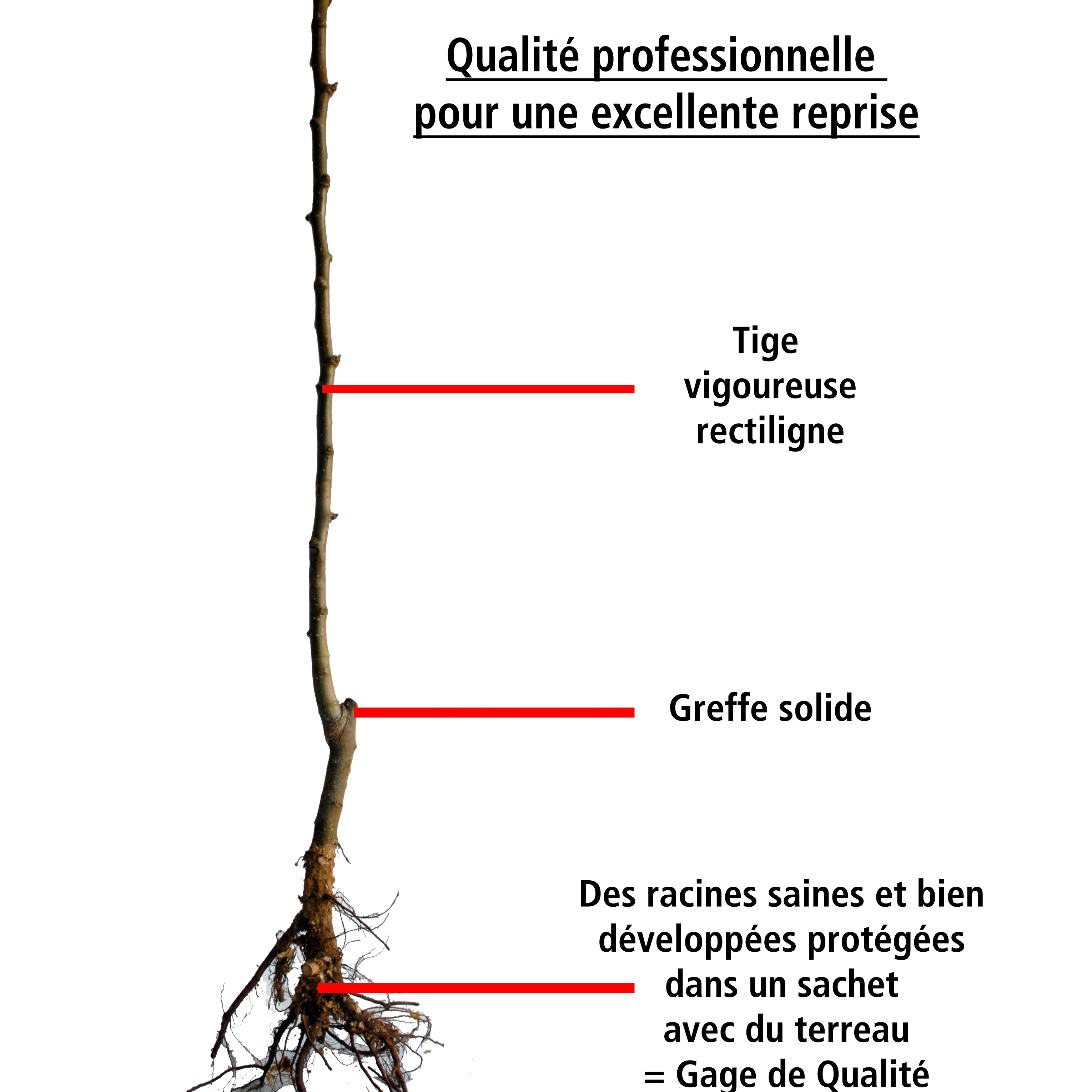 Prunier Reine Victoria - Image 8