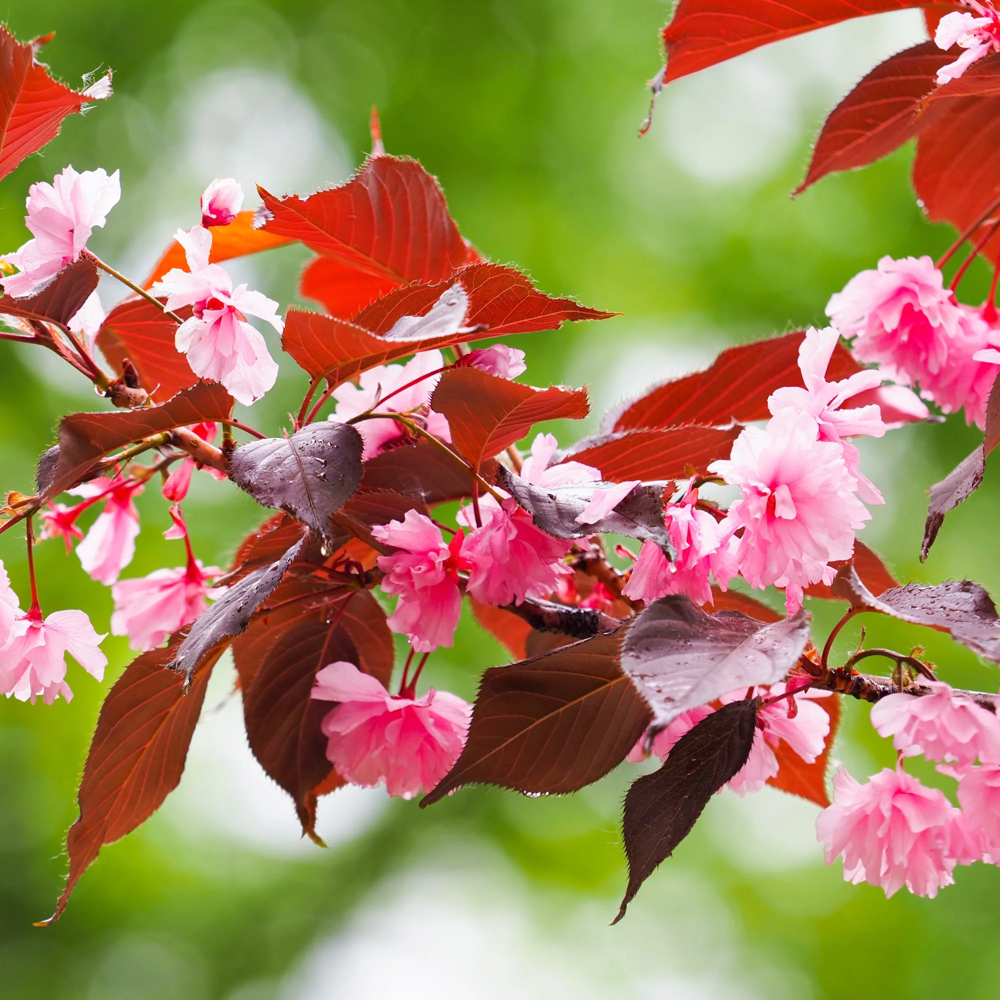 Prunus Royal Burgundy - Image 2
